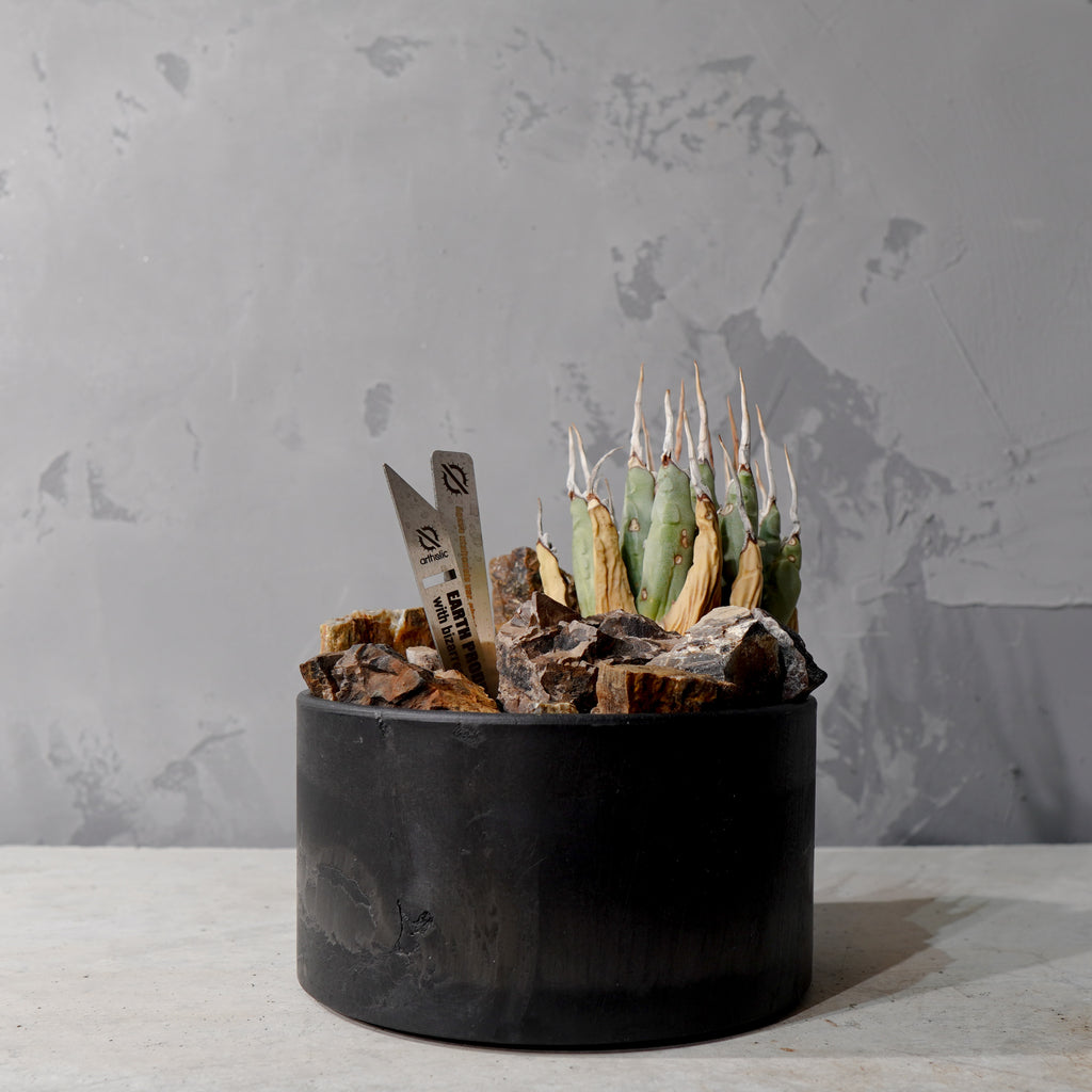 【HABITAT STYLE】アガベ ユタエンシス エボリスピナ_Bizarre Plants/珍奇植物/ハビタットスタイル#artholic