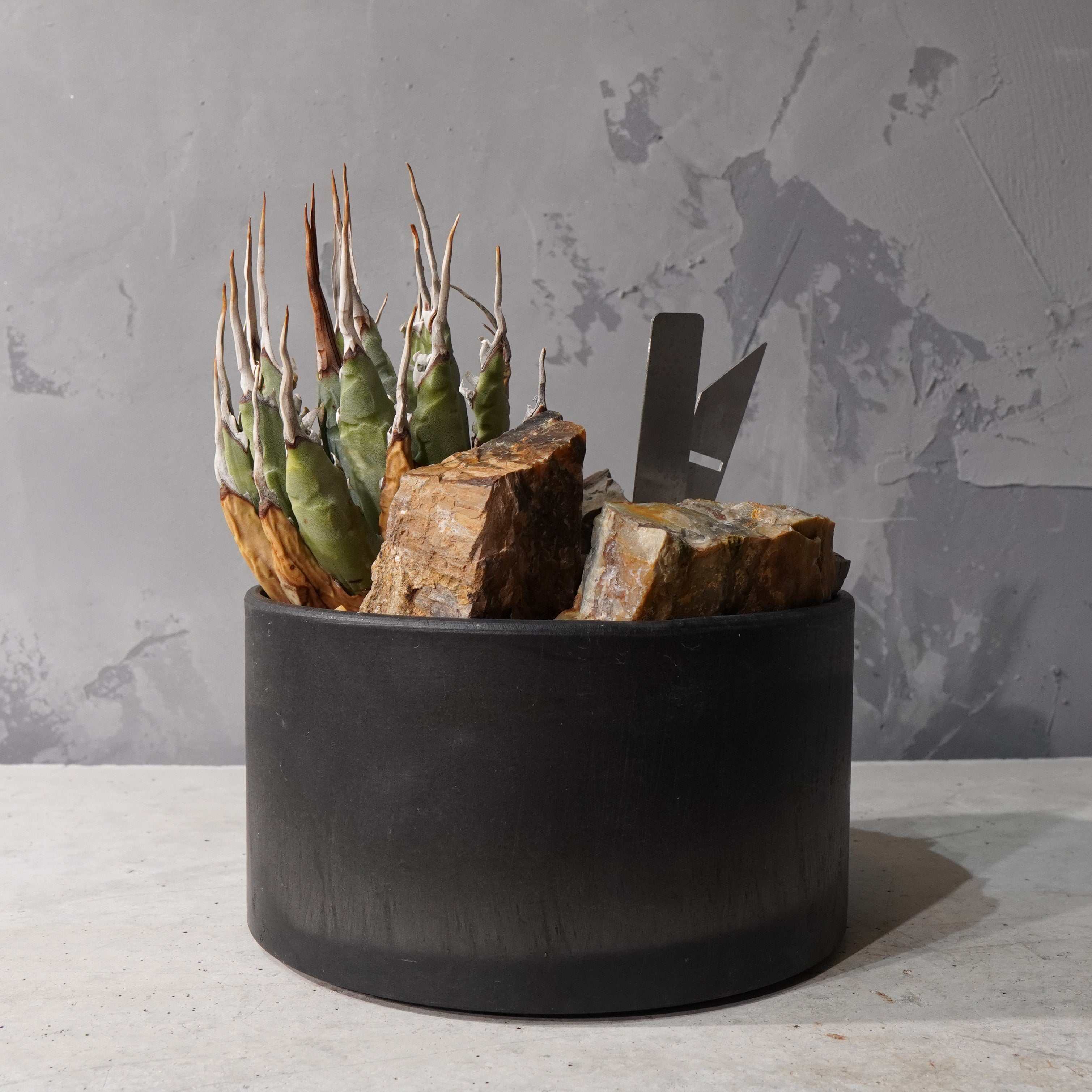 【HABITAT STYLE】アガベ ユタエンシス エボリスピナ_Bizarre Plants/珍奇植物/ハビタットスタイル#artholic