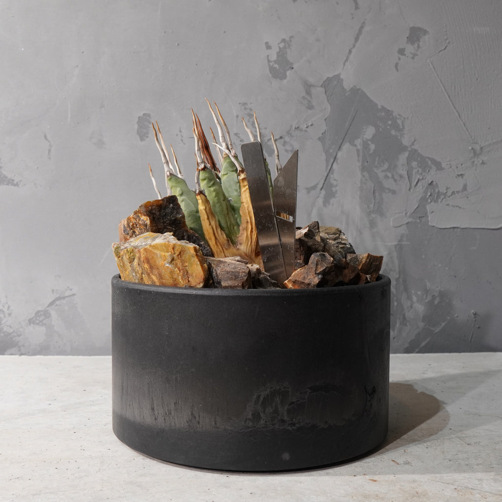 【HABITAT STYLE】アガベ ユタエンシス エボリスピナ_Bizarre Plants/珍奇植物/ハビタットスタイル#artholic