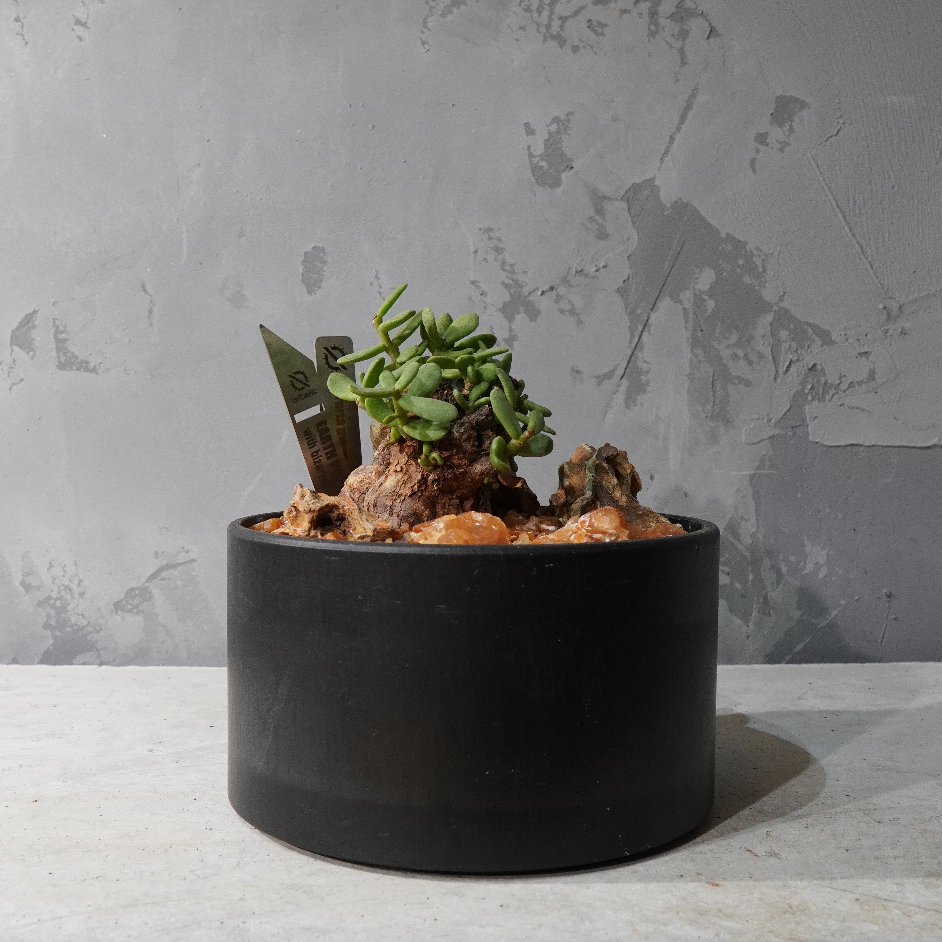 【HABITAT STYLE】ケラリアピグマエア_Bizarre Plants/珍奇植物/ハビタットスタイル#artholic