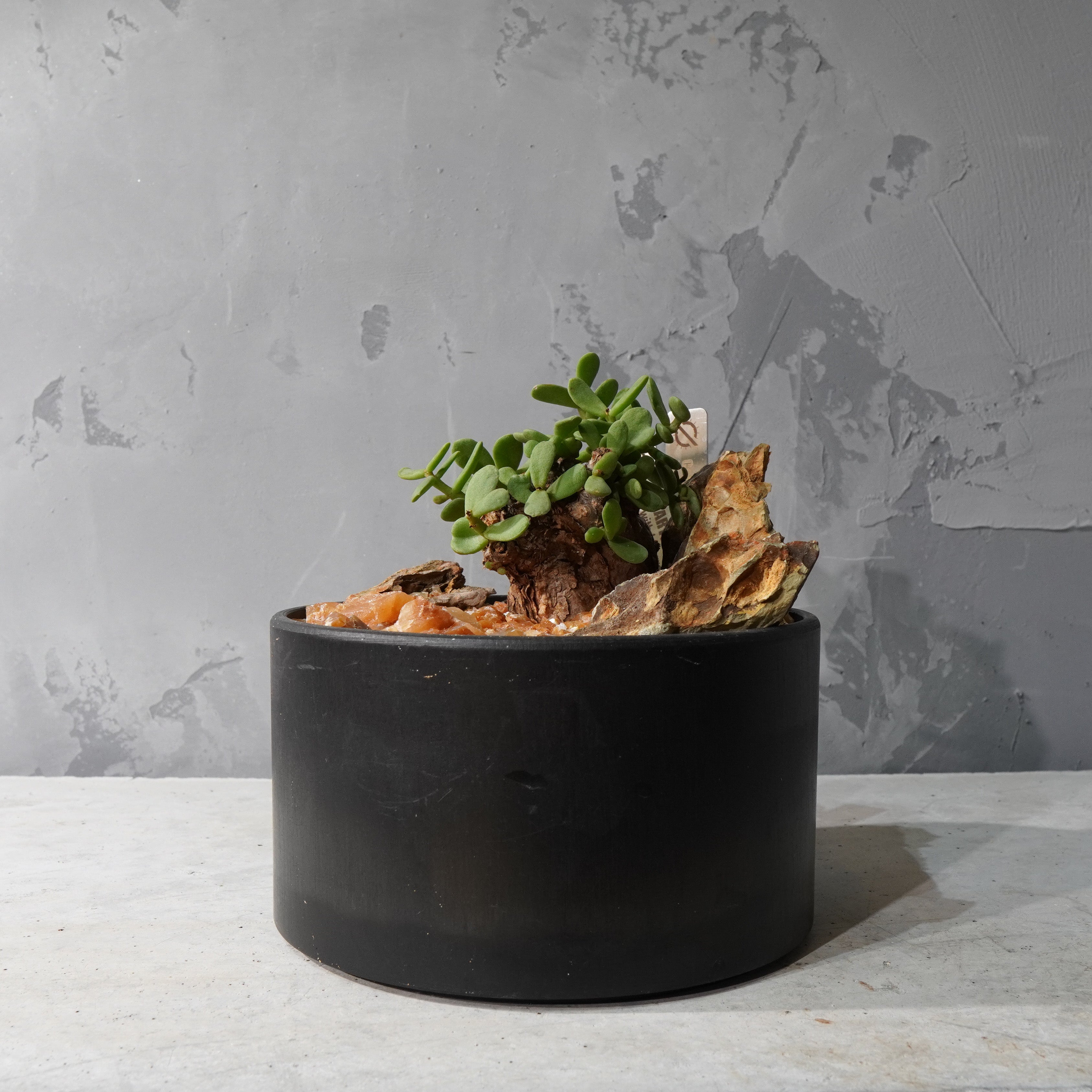 【HABITAT STYLE】ケラリアピグマエア_Bizarre Plants/珍奇植物/ハビタットスタイル#artholic