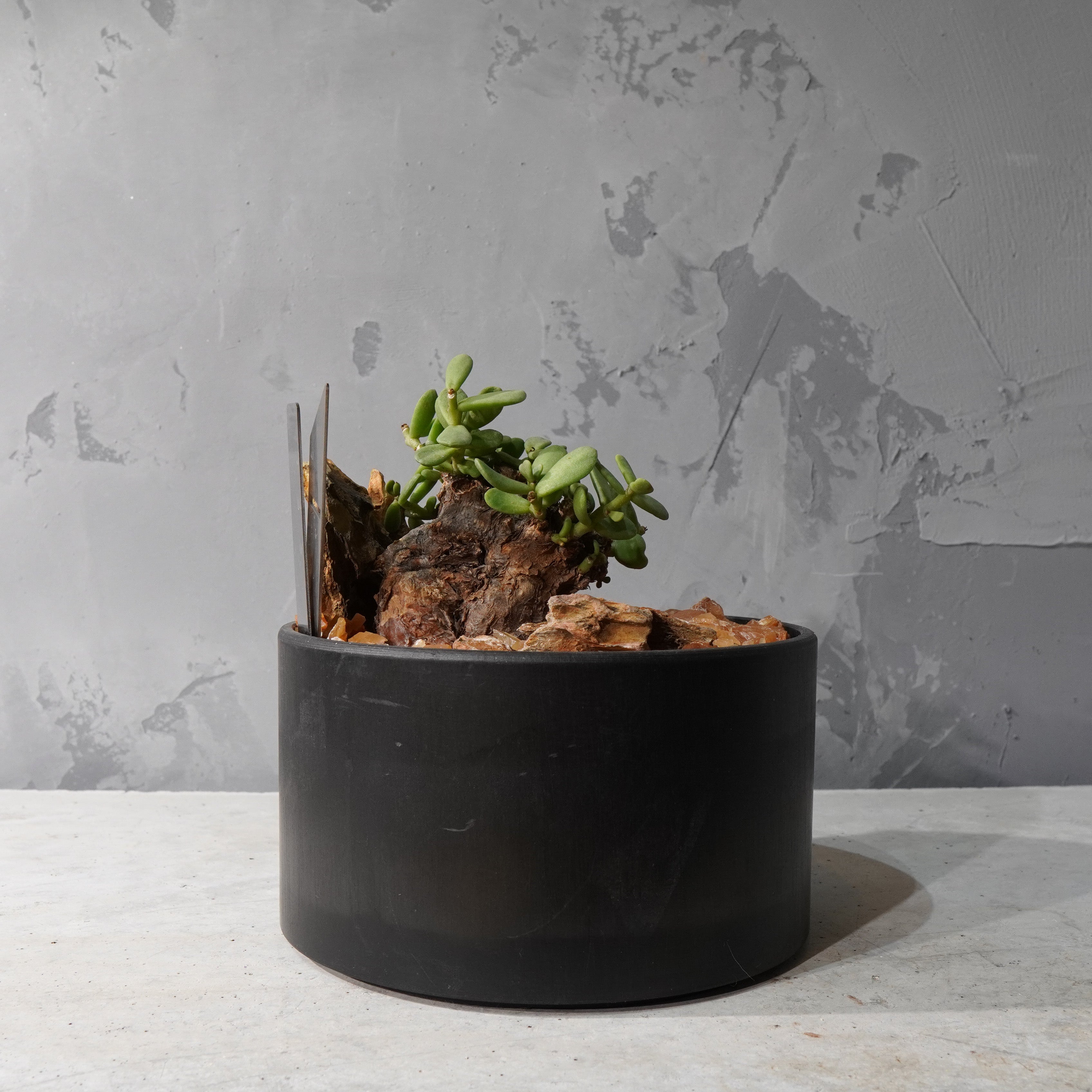 【HABITAT STYLE】ケラリアピグマエア_Bizarre Plants/珍奇植物/ハビタットスタイル#artholic