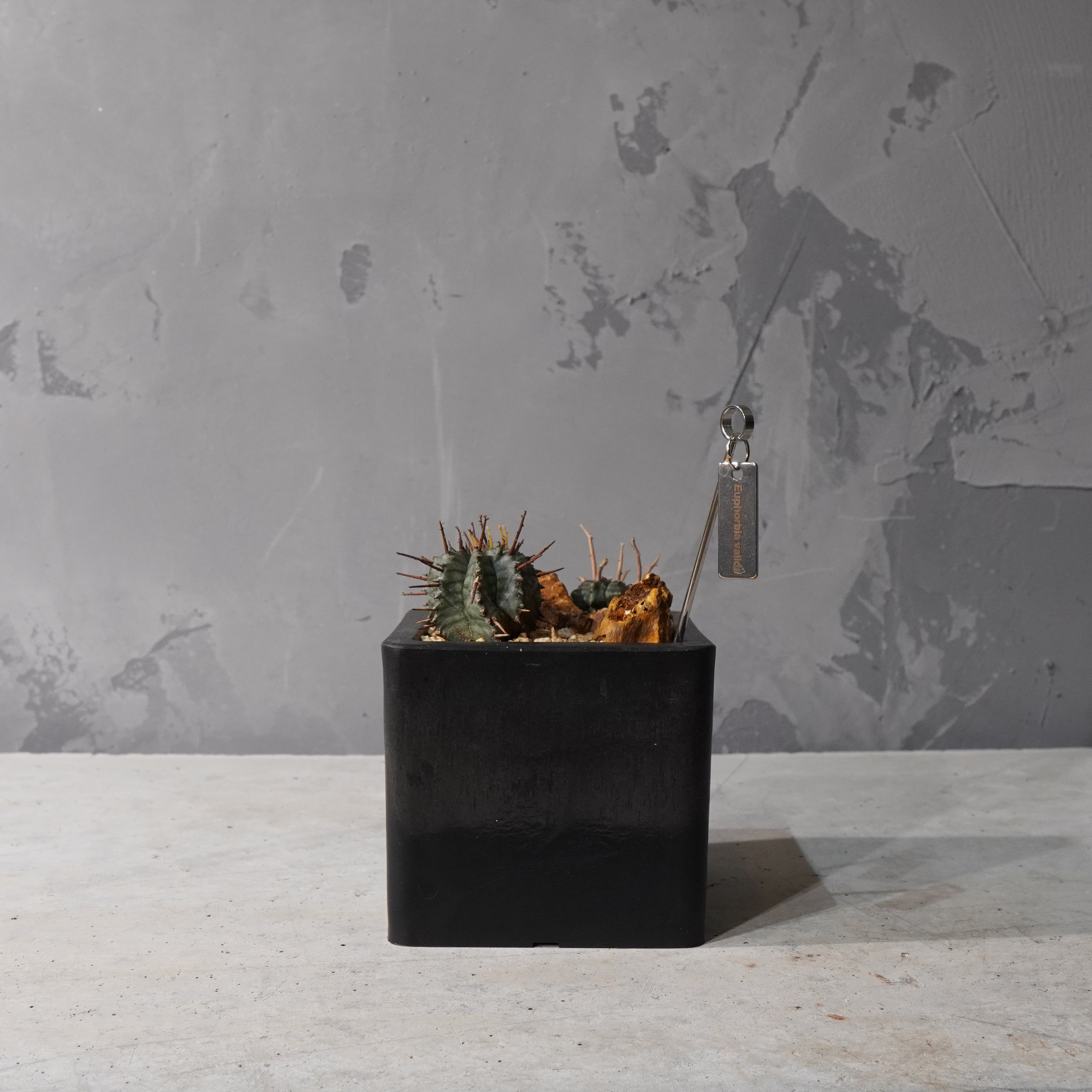 【HABITAT CUBE】ユーフォルビアバリダ_Bizarre Plants/珍奇植物/ハビタットスタイル#artholic