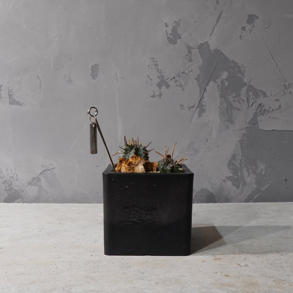 【HABITAT CUBE】ユーフォルビアバリダ_Bizarre Plants/珍奇植物/ハビタットスタイル#artholic