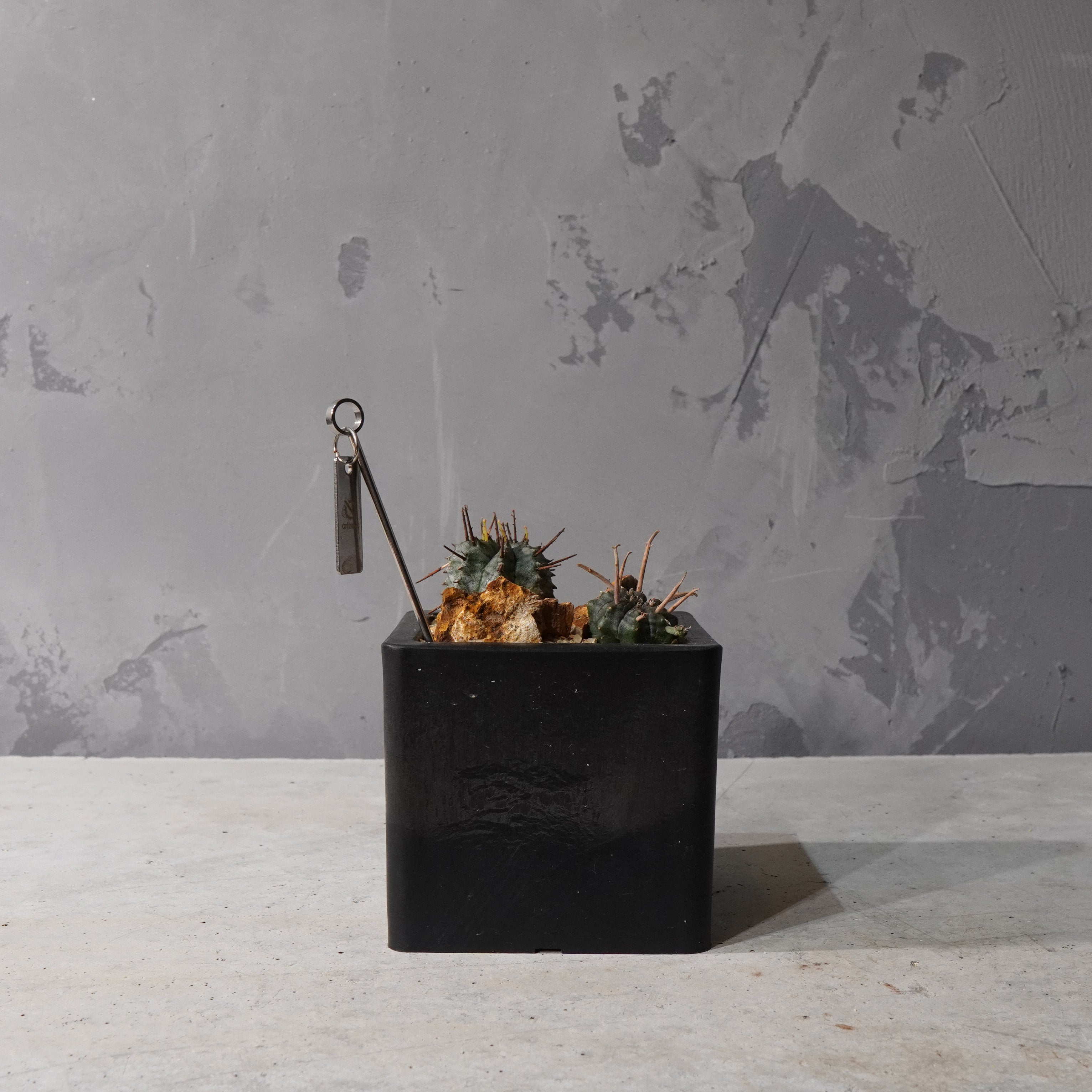 【HABITAT CUBE】ユーフォルビアバリダ_Bizarre Plants/珍奇植物/ハビタットスタイル#artholic