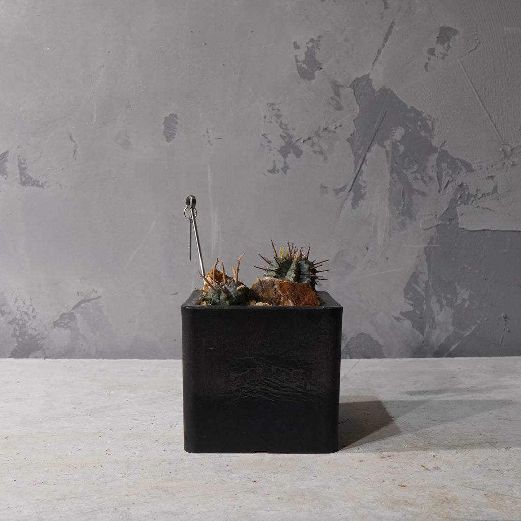 【HABITAT CUBE】ユーフォルビアバリダ_Bizarre Plants/珍奇植物/ハビタットスタイル#artholic