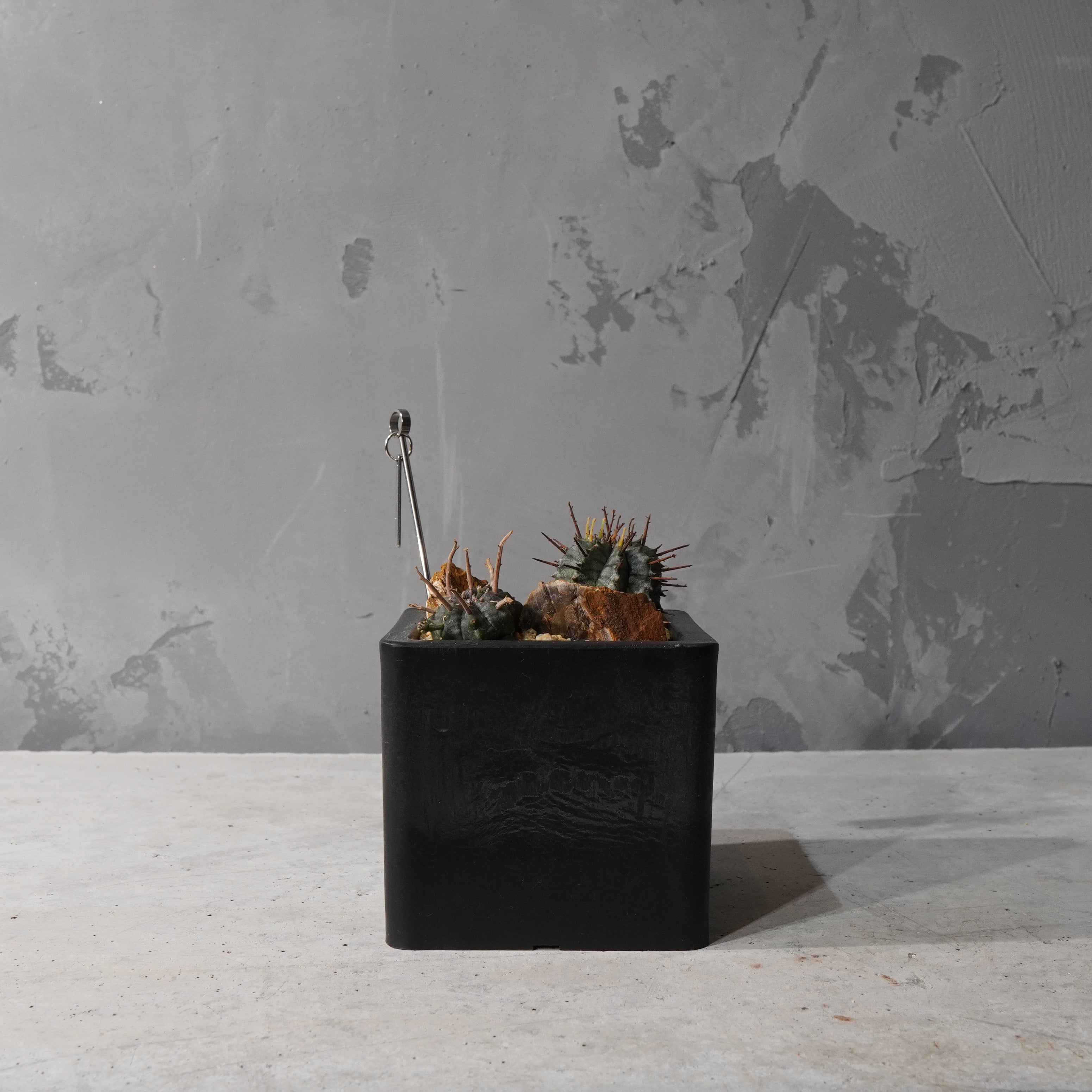 【HABITAT CUBE】ユーフォルビアバリダ_Bizarre Plants/珍奇植物/ハビタットスタイル#artholic