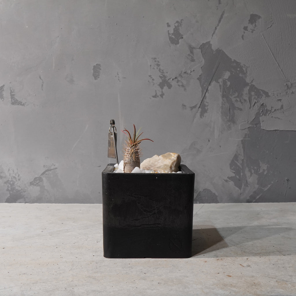 【HABITAT CUBE】パキポディウムグラキリス(実生)_Bizarre Plants/珍奇植物/ハビタットスタイル#artholic