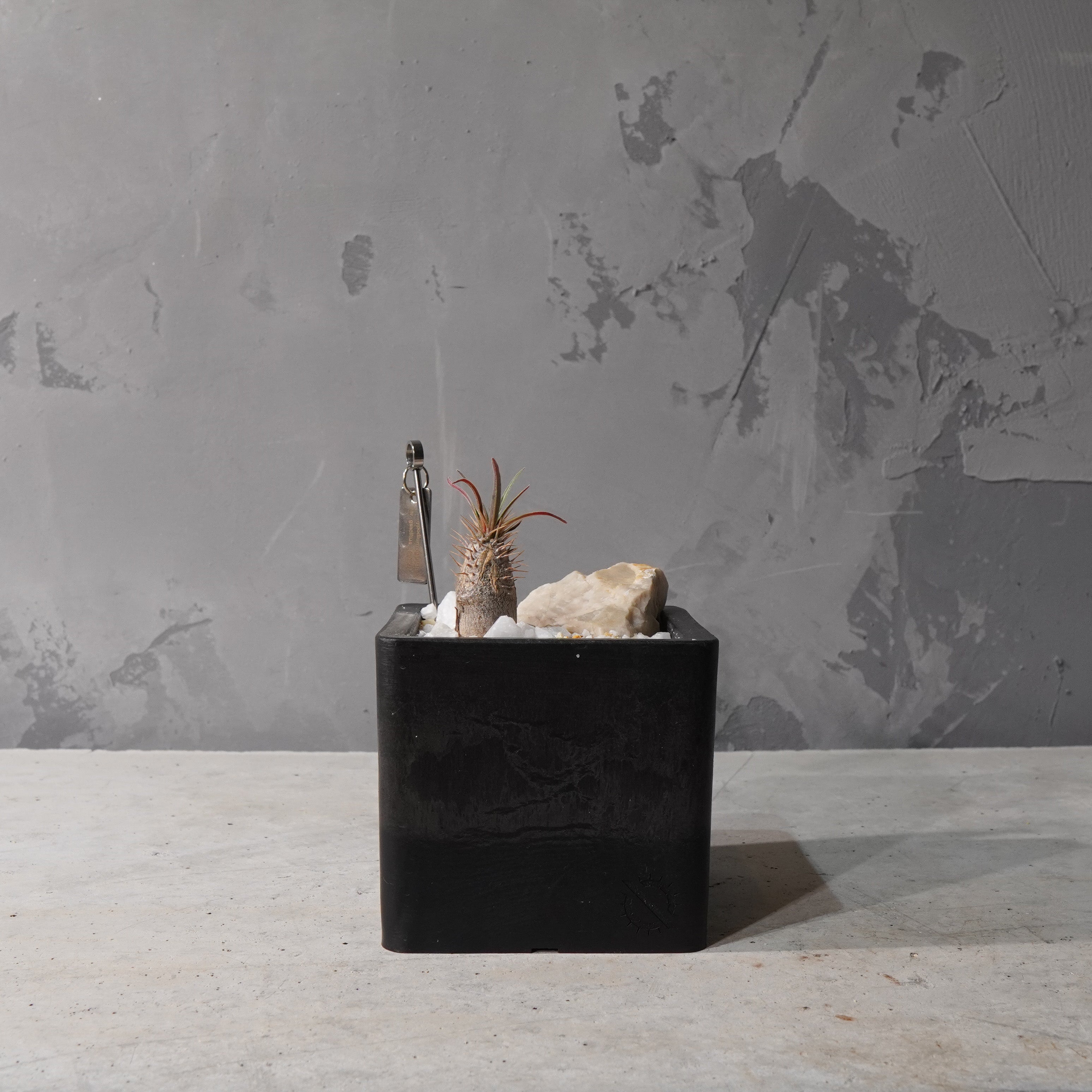 【HABITAT CUBE】パキポディウムグラキリス(実生)_Bizarre Plants/珍奇植物/ハビタットスタイル#artholic