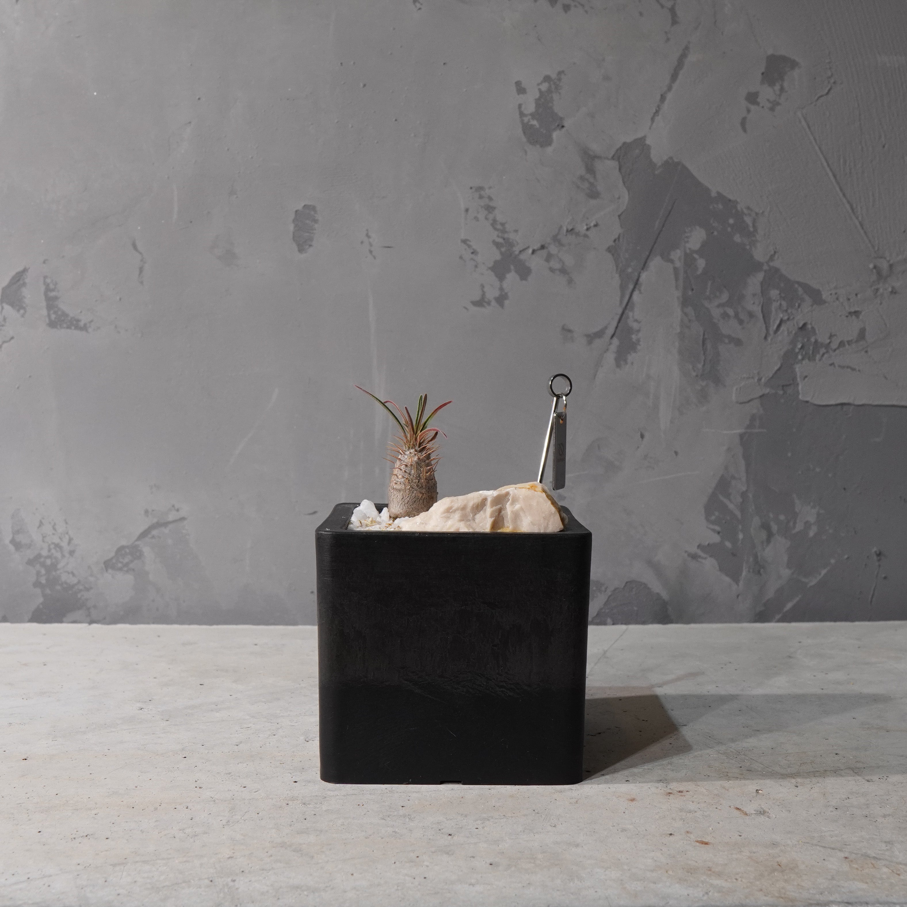 【HABITAT CUBE】パキポディウムグラキリス(実生)_Bizarre Plants/珍奇植物/ハビタットスタイル#artholic