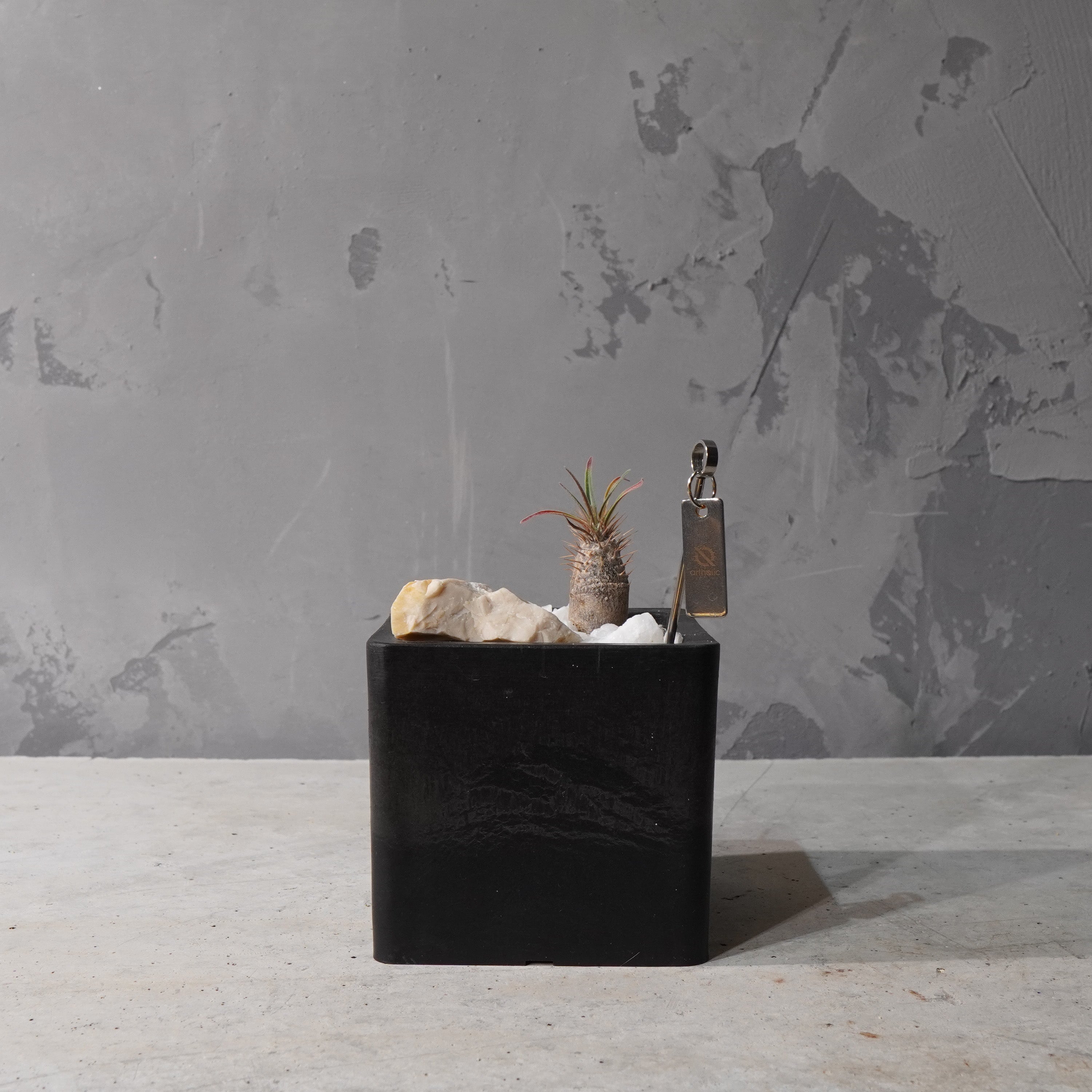 【HABITAT CUBE】パキポディウムグラキリス(実生)_Bizarre Plants/珍奇植物/ハビタットスタイル#artholic