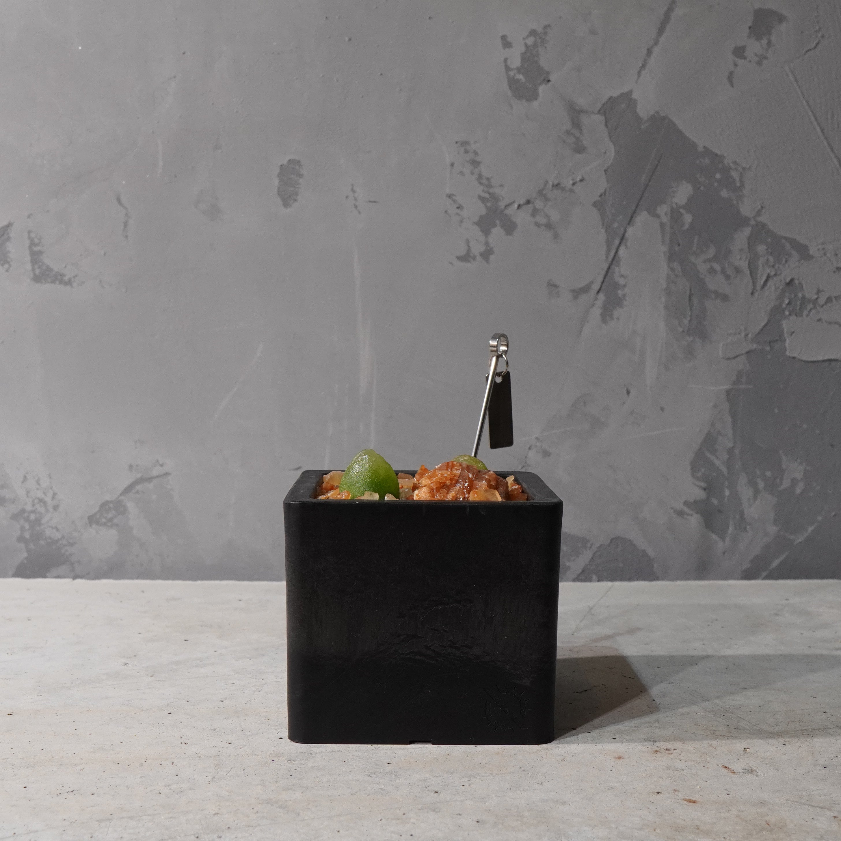 【HABITAT CUBE】コノフィツム ブルゲリ_Pizarre Plants/珍奇植物/ハビタットスタイル#artholic