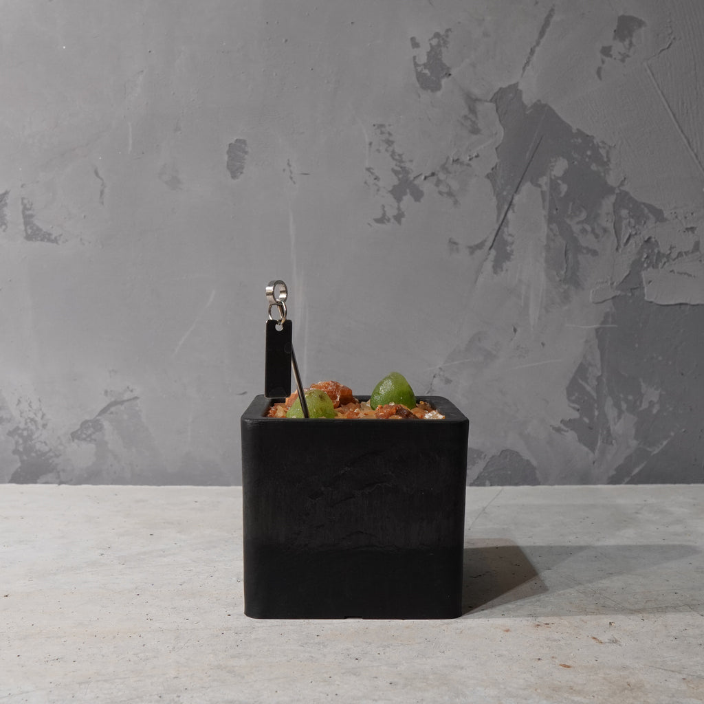 【HABITAT CUBE】コノフィツム ブルゲリ_Pizarre Plants/珍奇植物/ハビタットスタイル#artholic