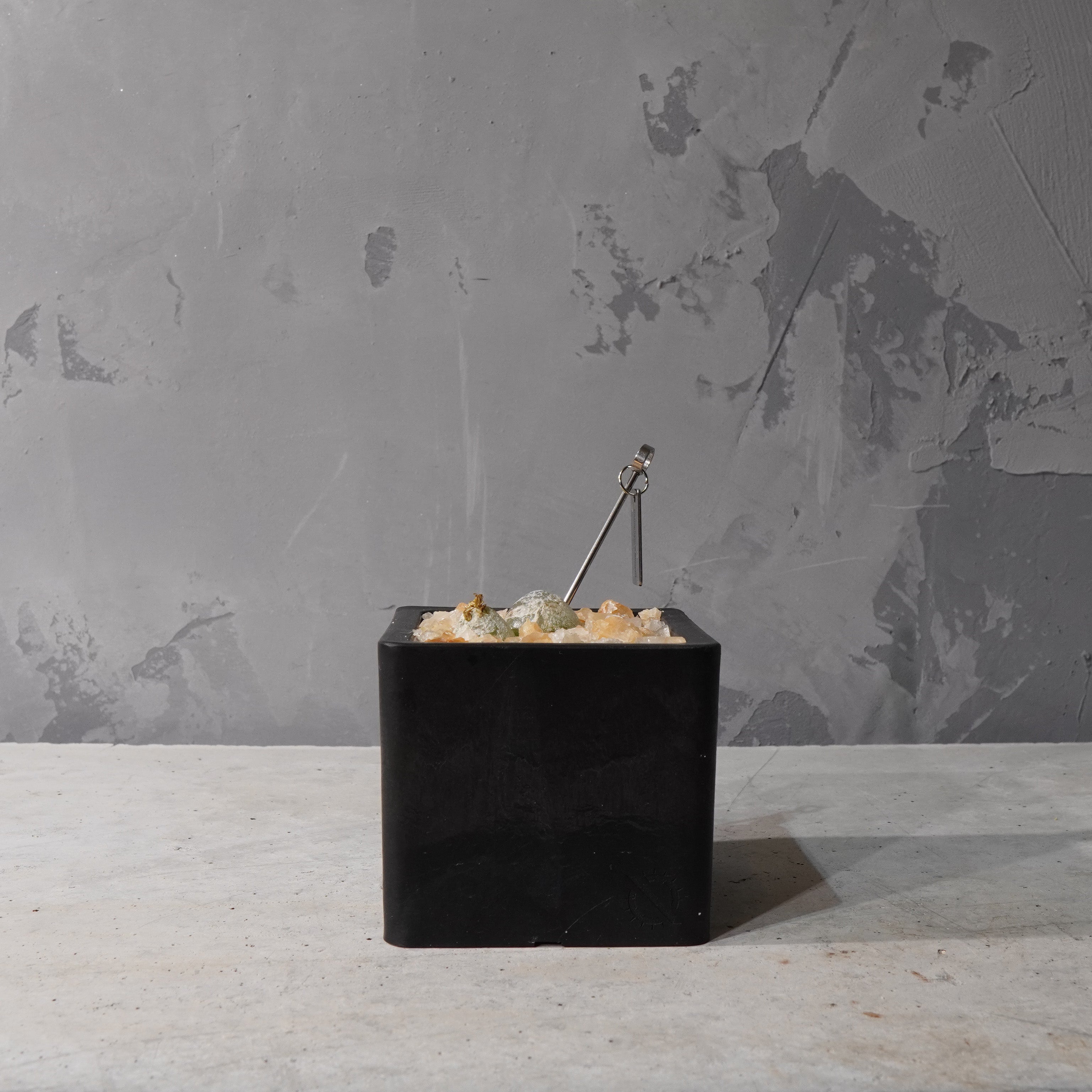 【HABITAT CUBE】コノフィツム ブルゲリ_Bizarre Plants/珍奇植物/ハビタットスタイル#artholic