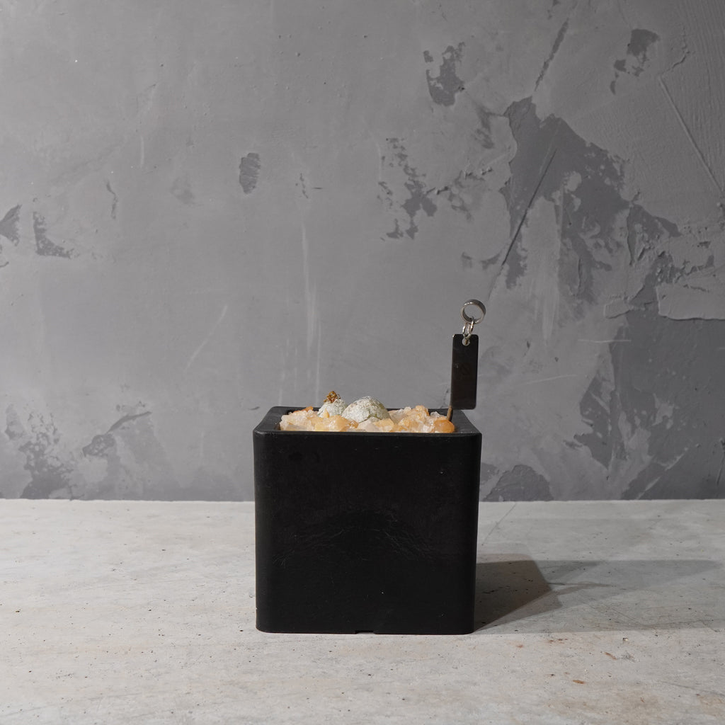 【HABITAT CUBE】コノフィツム ブルゲリ_Bizarre Plants/珍奇植物/ハビタットスタイル#artholic