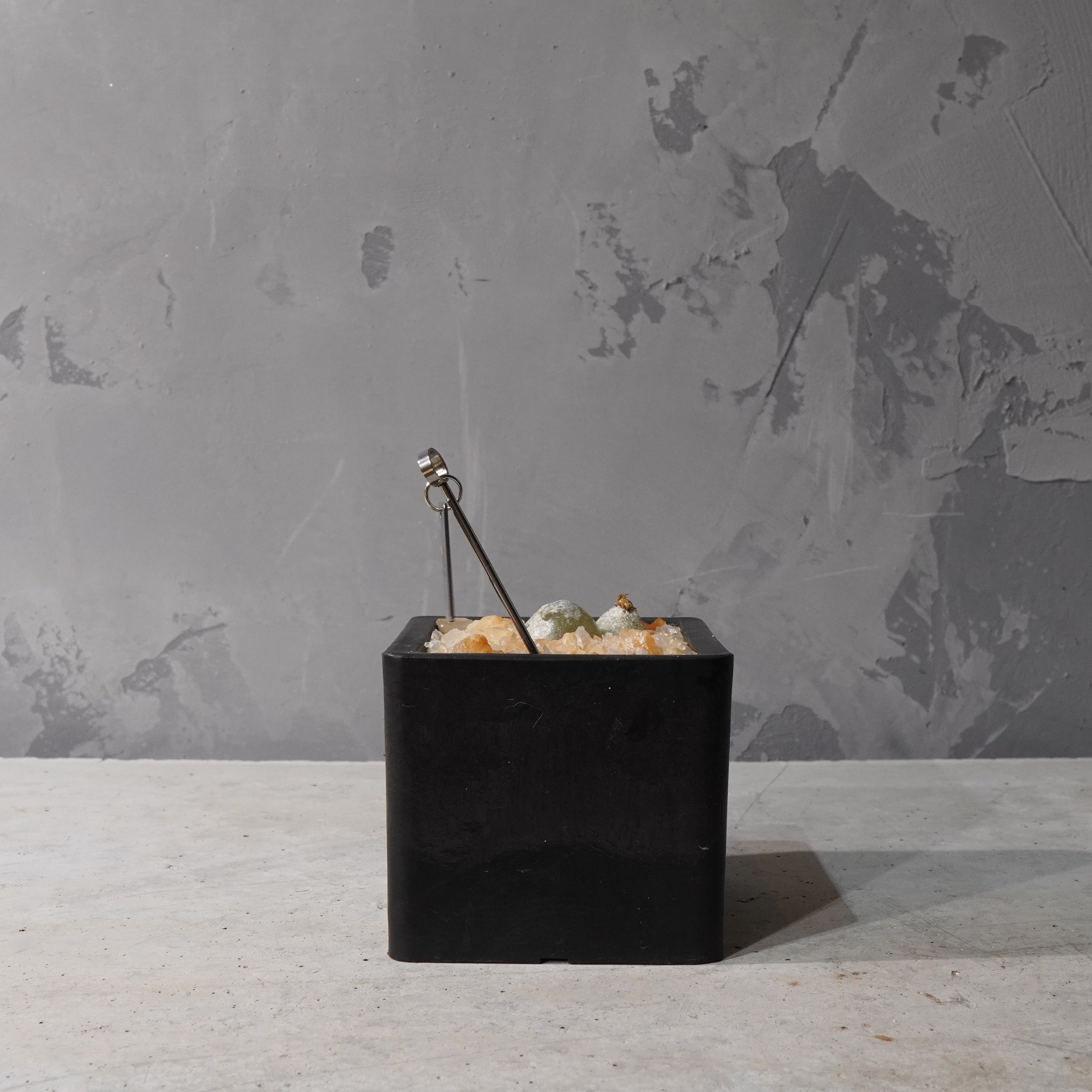 【HABITAT CUBE】コノフィツム ブルゲリ_Bizarre Plants/珍奇植物/ハビタットスタイル#artholic