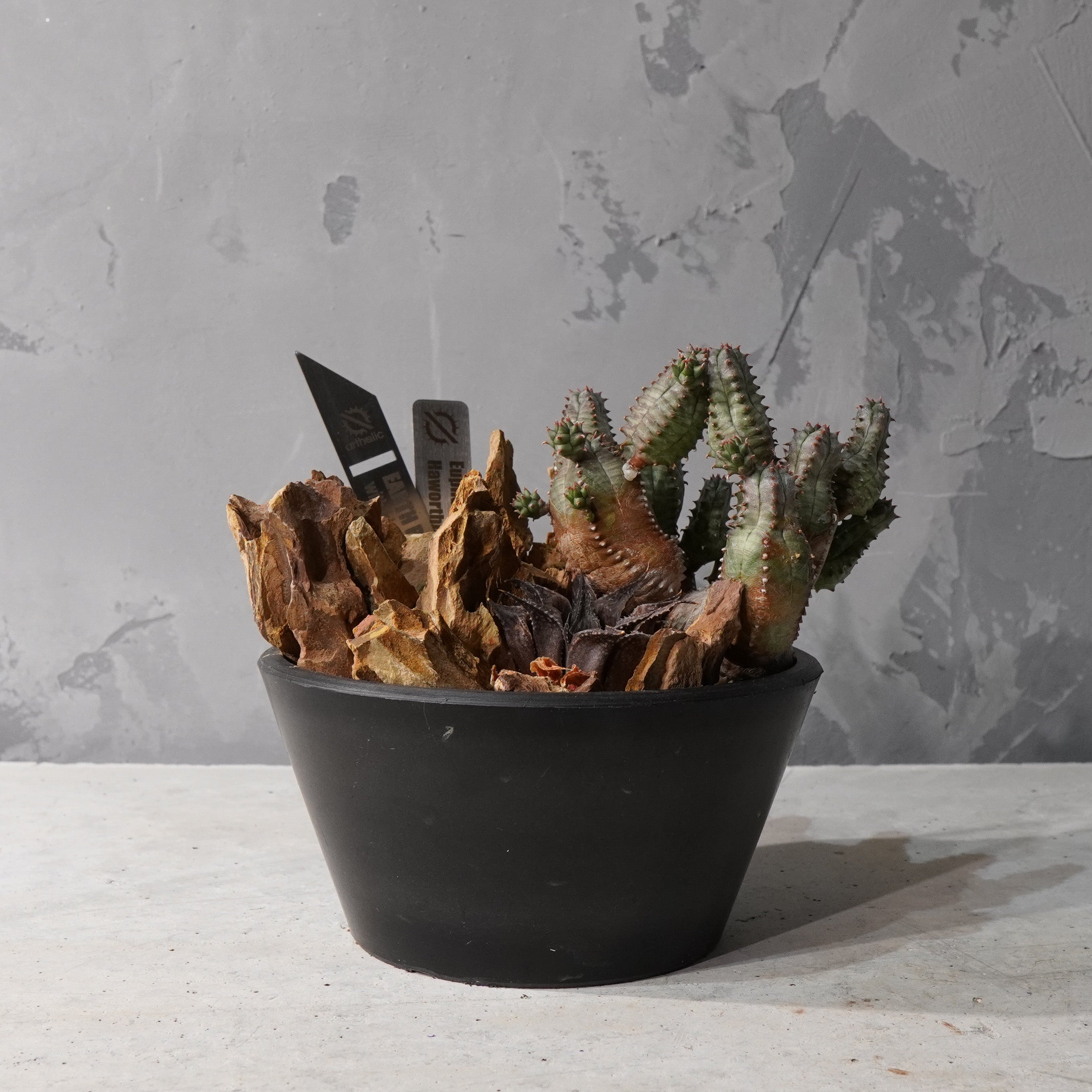 【HABITAT STYLE】ユーフォルビアオベサブロウ/ハオルチア_Bizarre Plants/珍奇植物/ハビタットスタイル#artholic