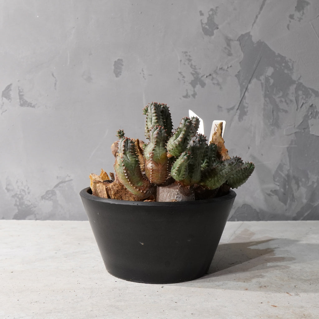 【HABITAT STYLE】ユーフォルビアオベサブロウ/ハオルチア_Bizarre Plants/珍奇植物/ハビタットスタイル#artholic