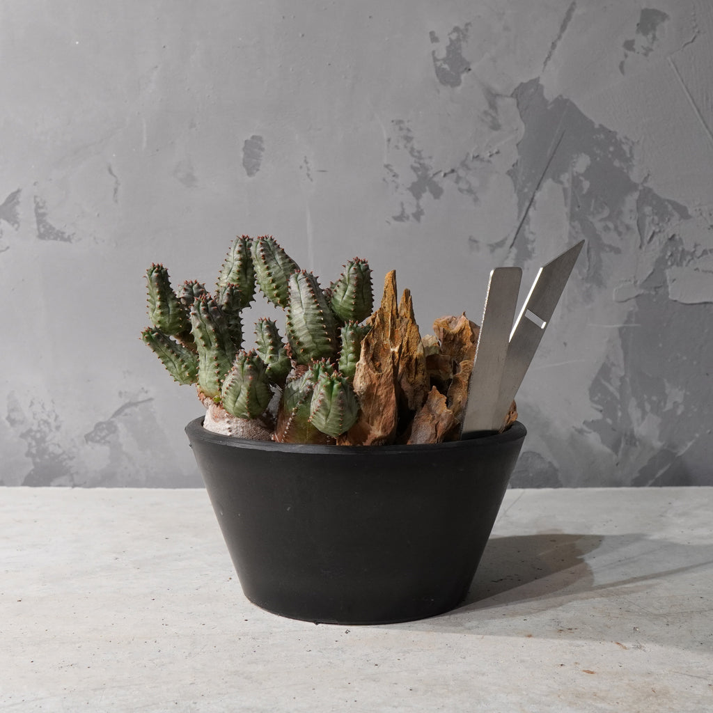 【HABITAT STYLE】ユーフォルビアオベサブロウ/ハオルチア_Bizarre Plants/珍奇植物/ハビタットスタイル#artholic