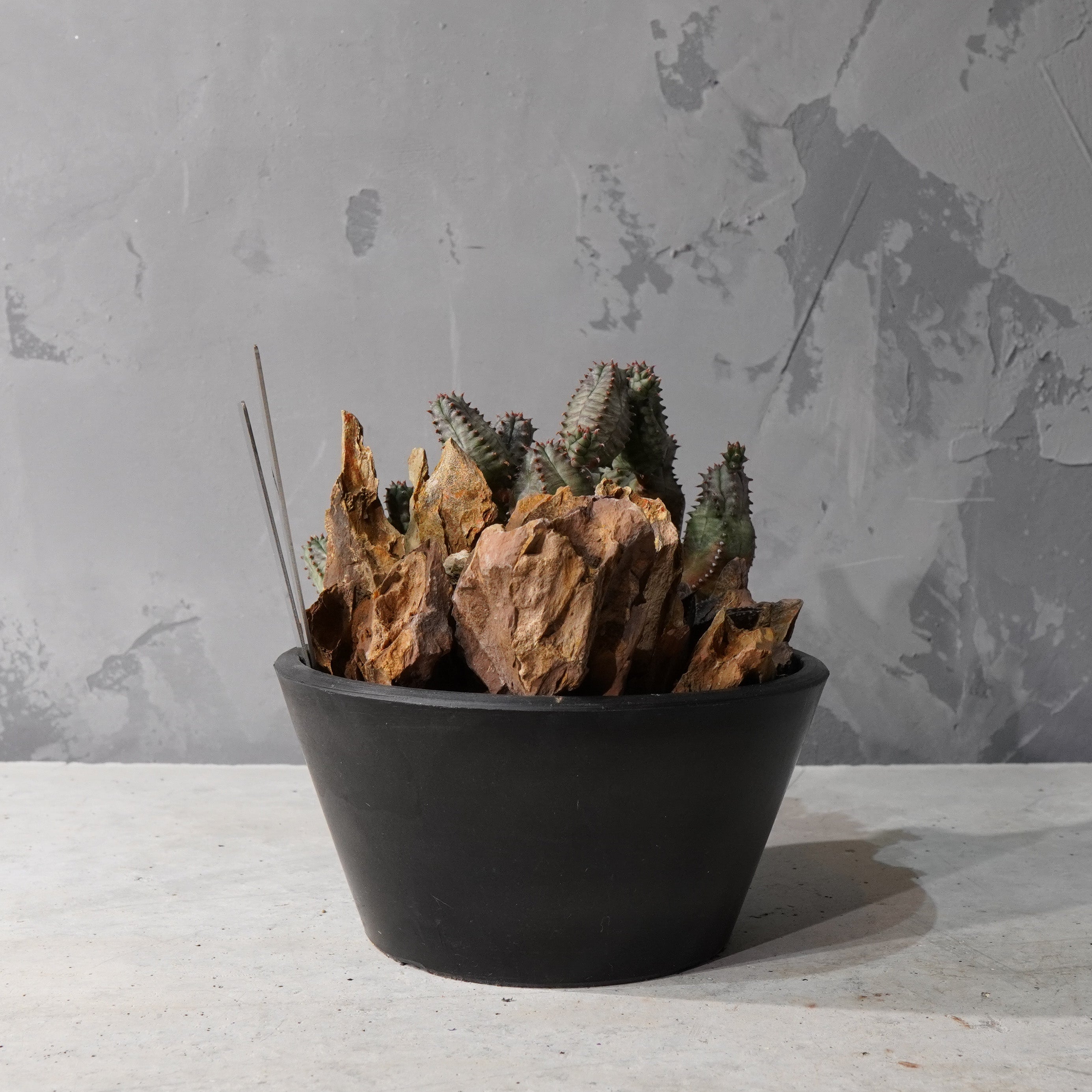 【HABITAT STYLE】ユーフォルビアオベサブロウ/ハオルチア_Bizarre Plants/珍奇植物/ハビタットスタイル#artholic