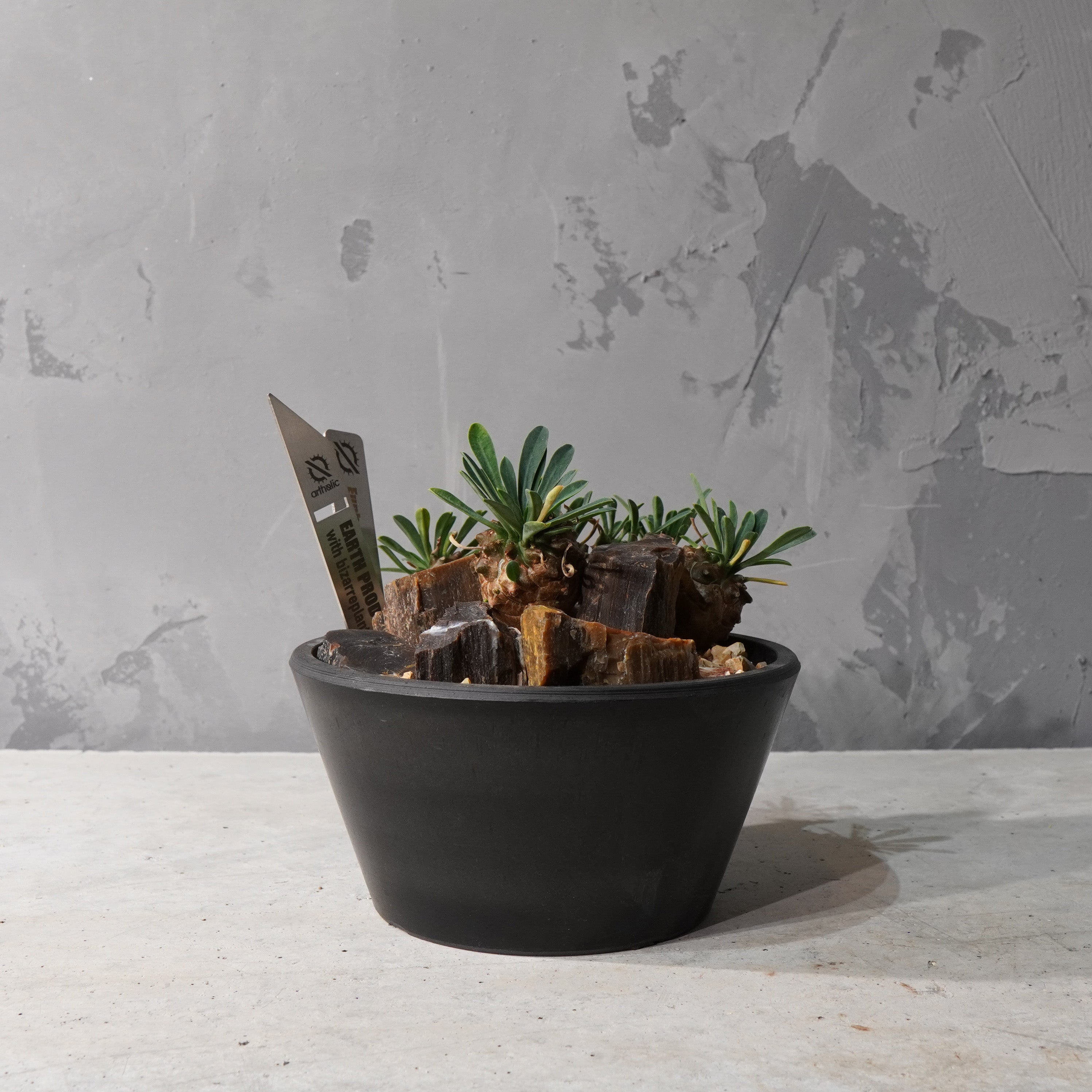 【HABITAT STYLE】トウダイグザ我眉山_Bizarre Plants/珍奇植物/ハビタットスタイル#artholic