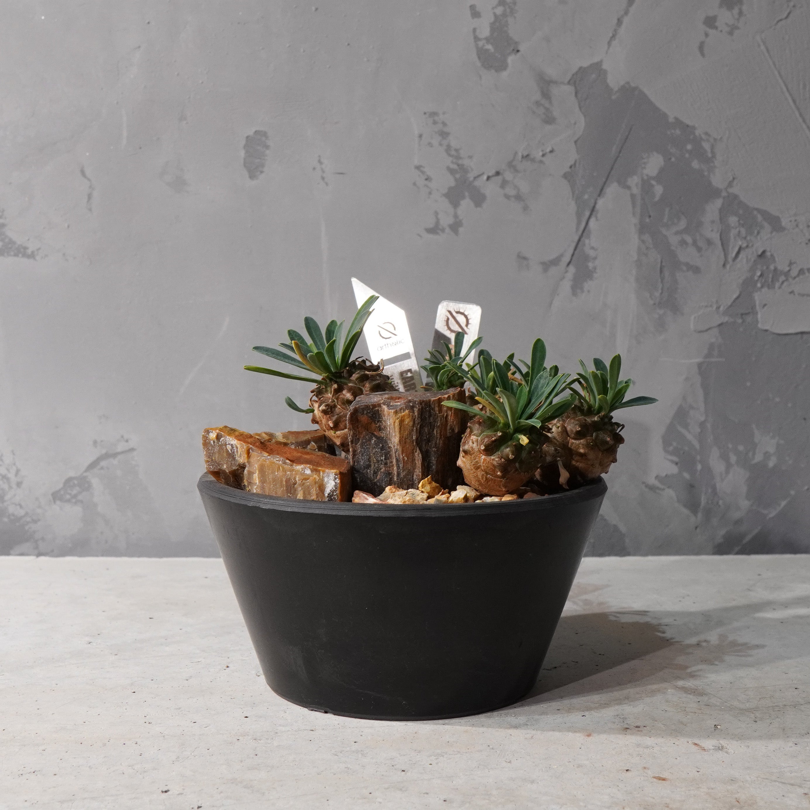 【HABITAT STYLE】トウダイグザ我眉山_Bizarre Plants/珍奇植物/ハビタットスタイル#artholic