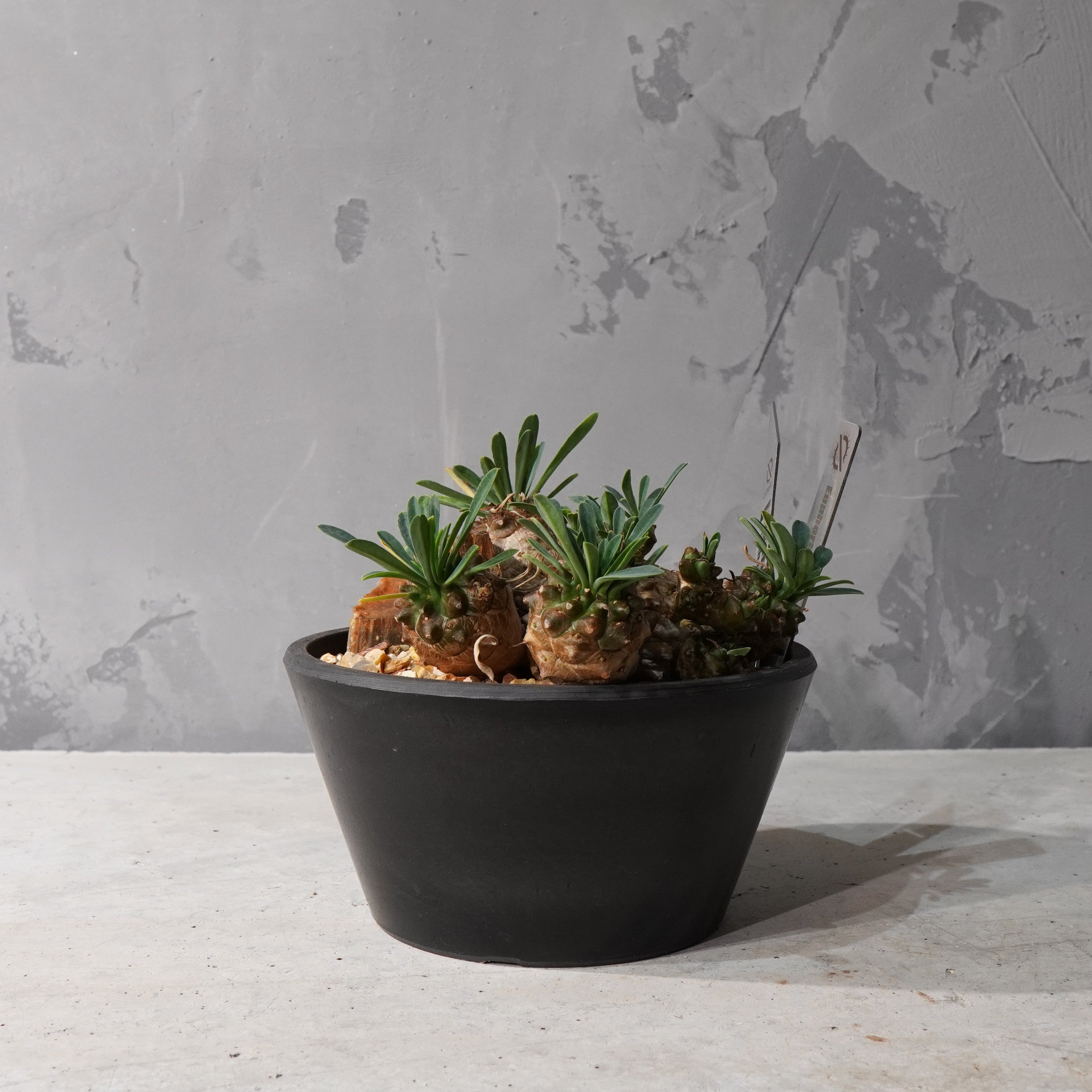 【HABITAT STYLE】トウダイグザ我眉山_Bizarre Plants/珍奇植物/ハビタットスタイル#artholic