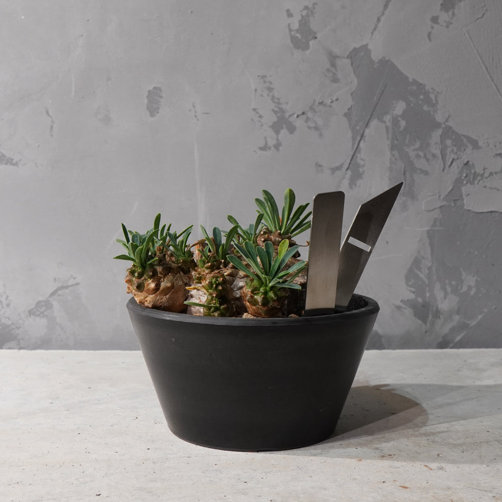 【HABITAT STYLE】トウダイグザ我眉山_Bizarre Plants/珍奇植物/ハビタットスタイル#artholic