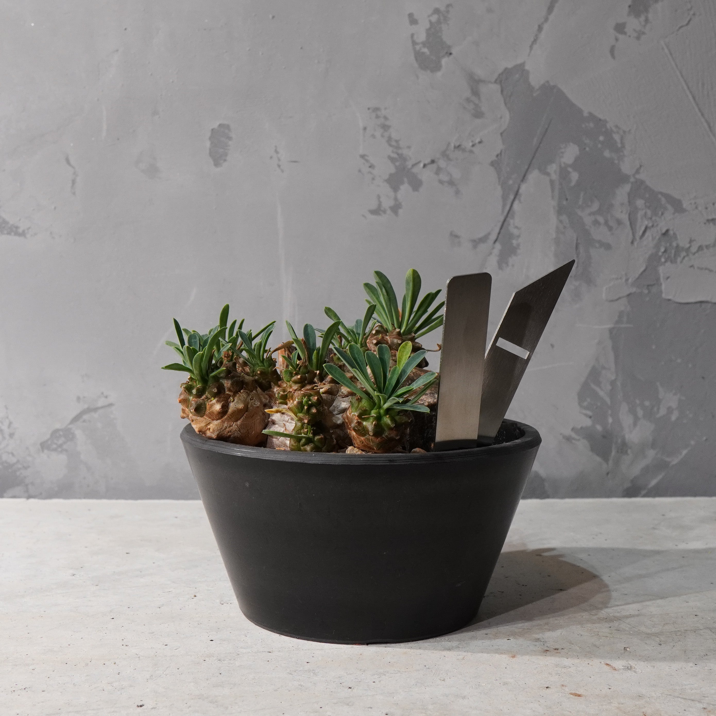 【HABITAT STYLE】トウダイグザ我眉山_Bizarre Plants/珍奇植物/ハビタットスタイル#artholic