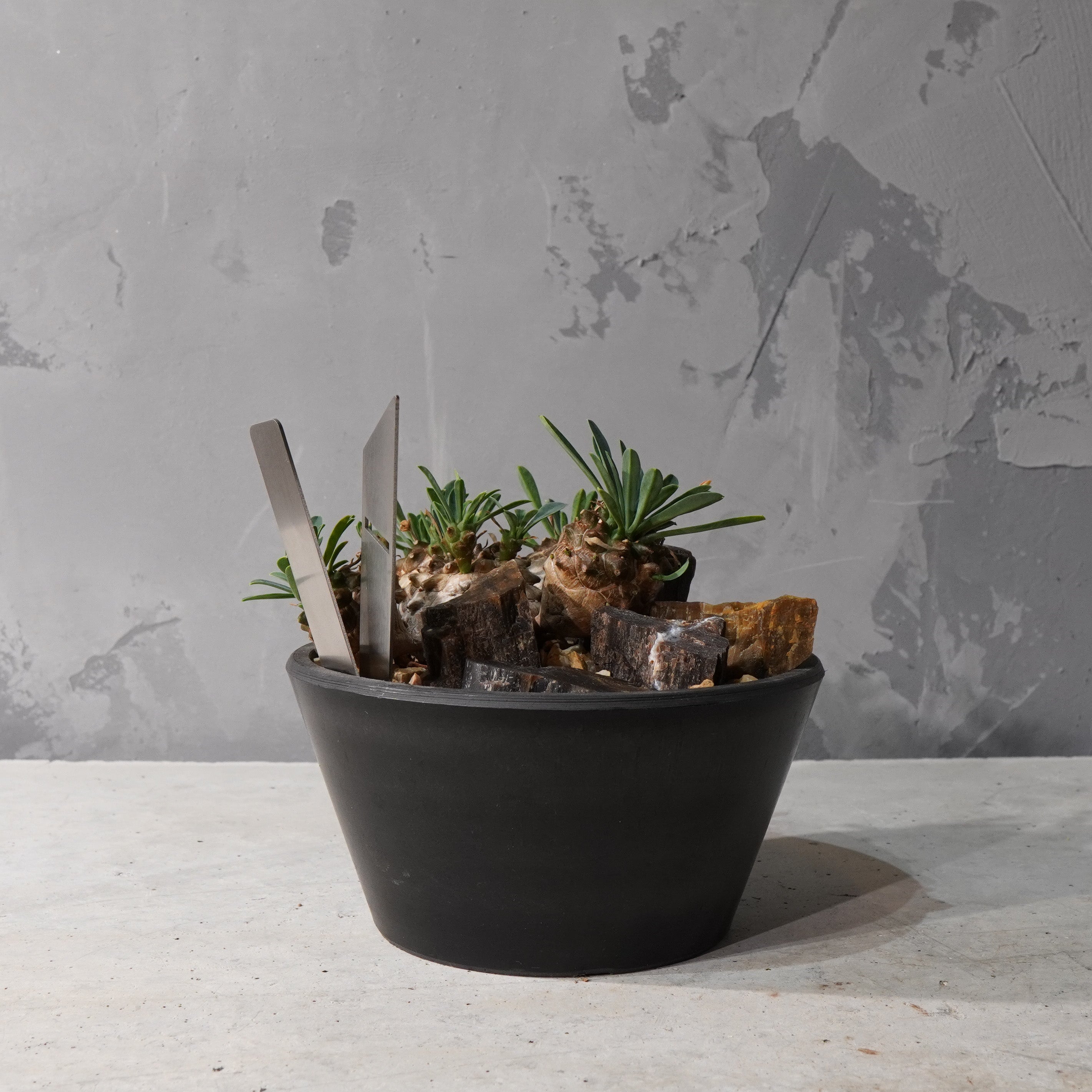 【HABITAT STYLE】トウダイグザ我眉山_Bizarre Plants/珍奇植物/ハビタットスタイル#artholic