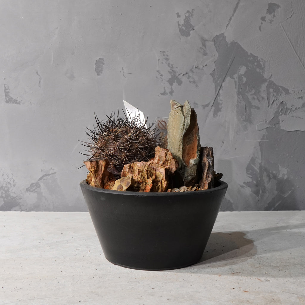 【HABITAT STYLE】ネオポルテリア 銀翁玉_Bizarre Plants/珍奇植物/ハビタットスタイル#artholic