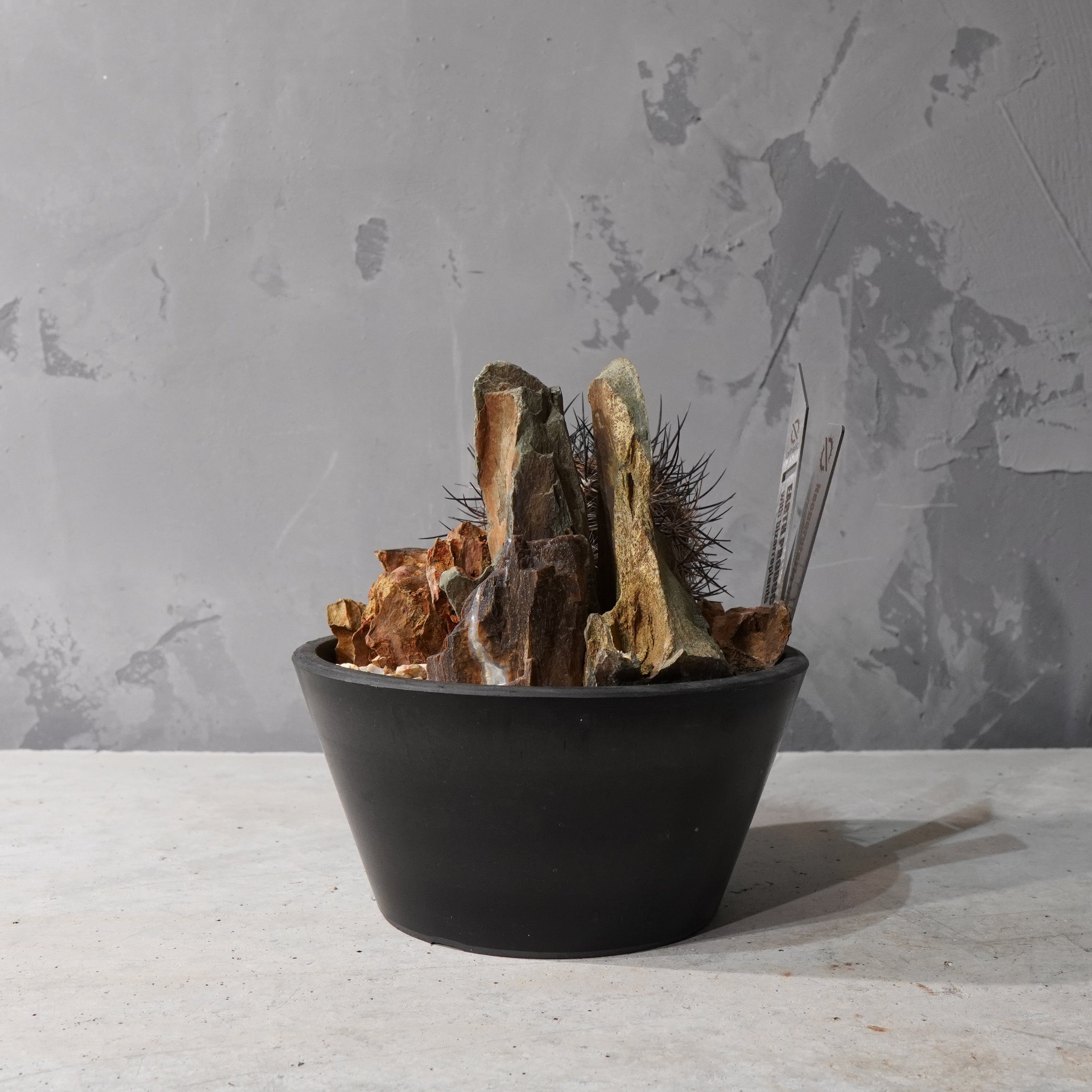 【HABITAT STYLE】ネオポルテリア 銀翁玉_Bizarre Plants/珍奇植物/ハビタットスタイル#artholic