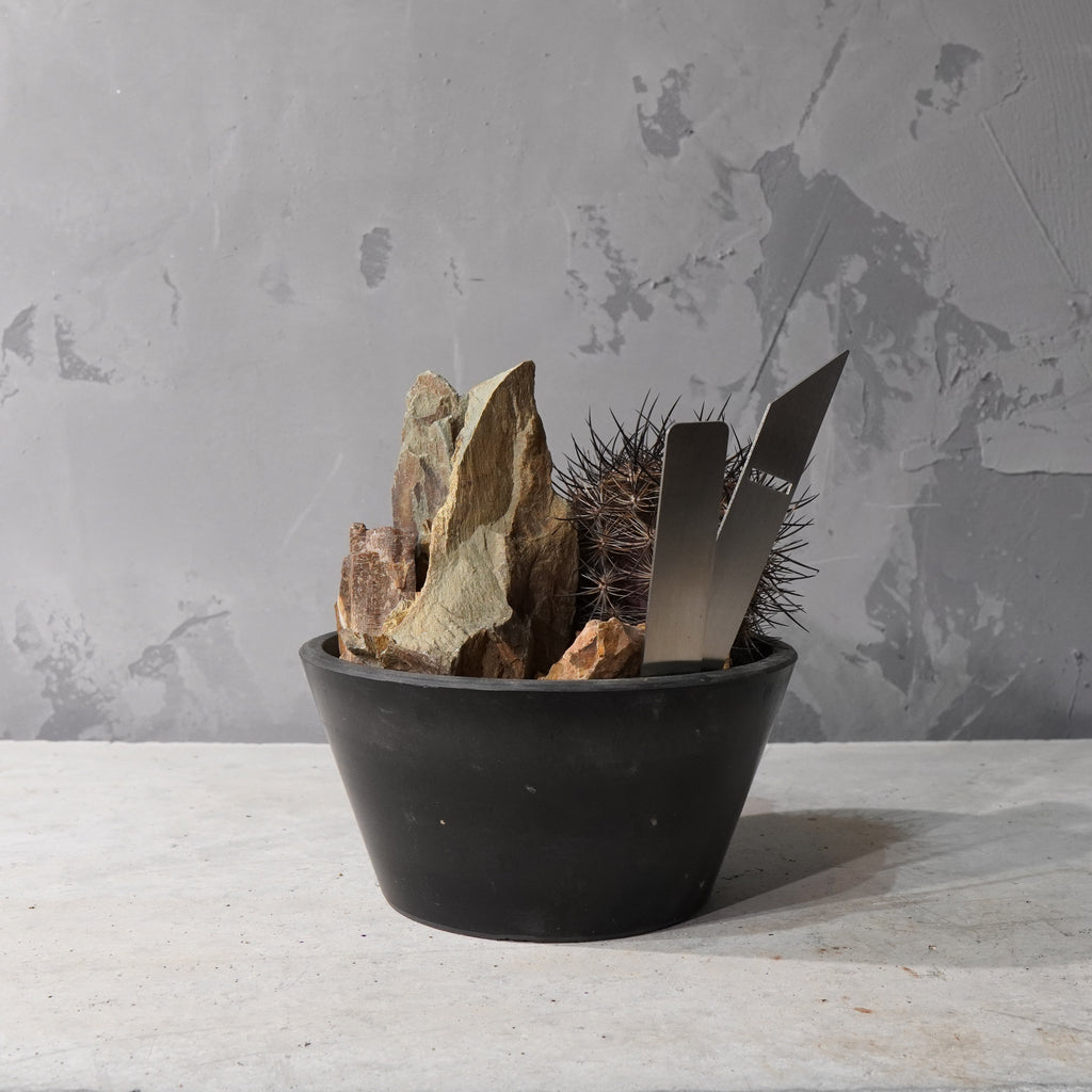 【HABITAT STYLE】ネオポルテリア 銀翁玉_Bizarre Plants/珍奇植物/ハビタットスタイル#artholic