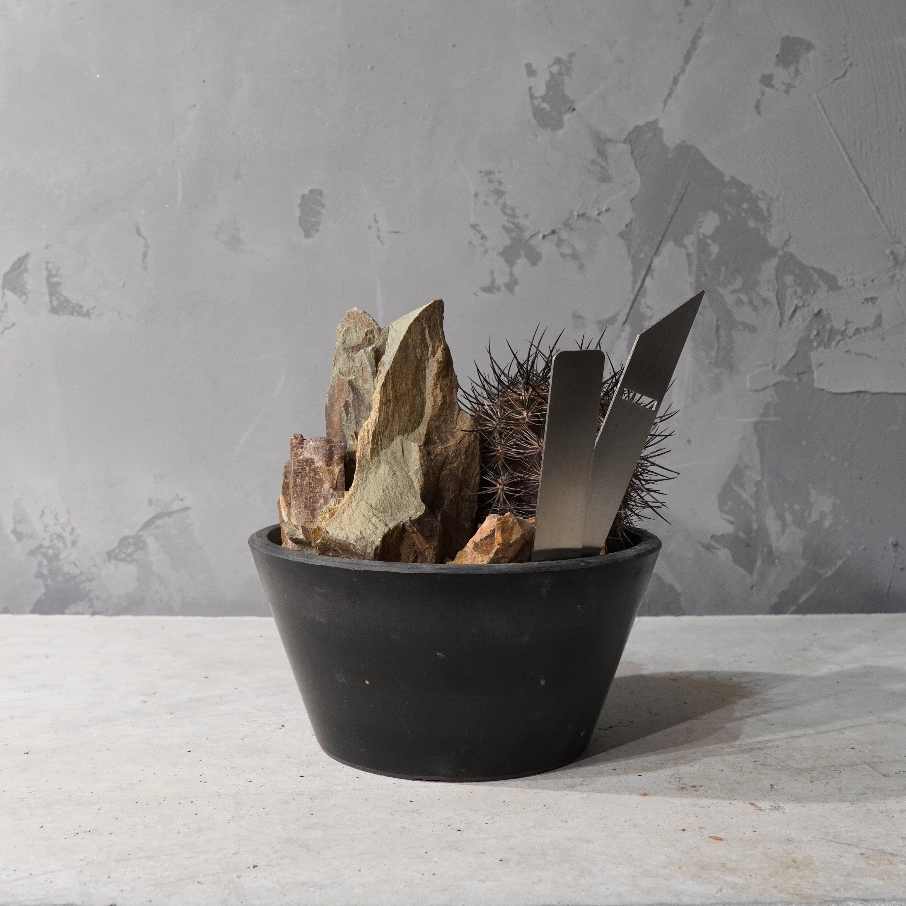 【HABITAT STYLE】ネオポルテリア 銀翁玉_Bizarre Plants/珍奇植物/ハビタットスタイル#artholic