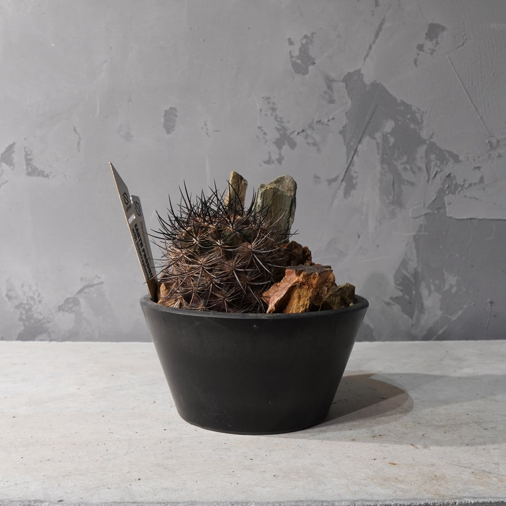 【HABITAT STYLE】ネオポルテリア 銀翁玉_Bizarre Plants/珍奇植物/ハビタットスタイル#artholic