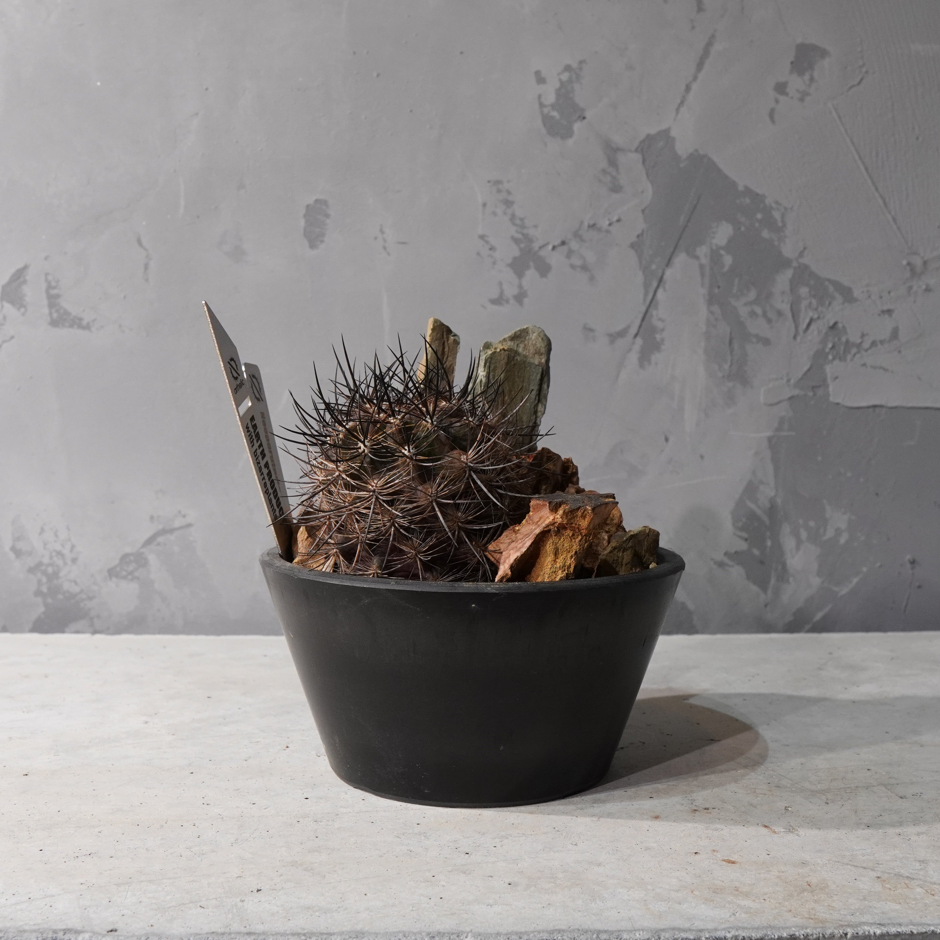 【HABITAT STYLE】ネオポルテリア 銀翁玉_Bizarre Plants/珍奇植物/ハビタットスタイル#artholic