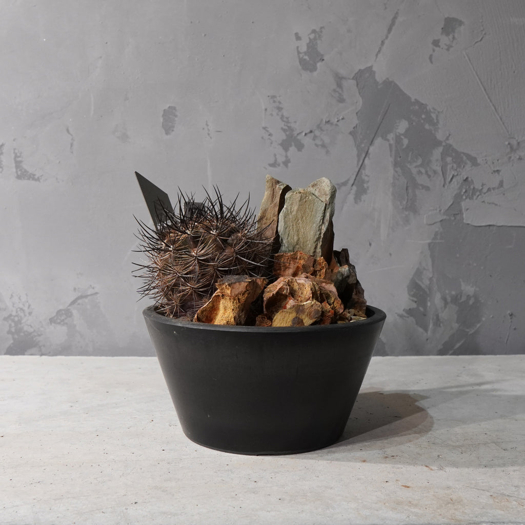 【HABITAT STYLE】ネオポルテリア 銀翁玉_Bizarre Plants/珍奇植物/ハビタットスタイル#artholic