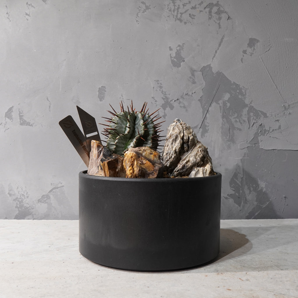 【HABITAT STYLE】ユーフォルビアホリダ_Bizarre Plants/珍奇植物/ハビタットスタイル#artholic