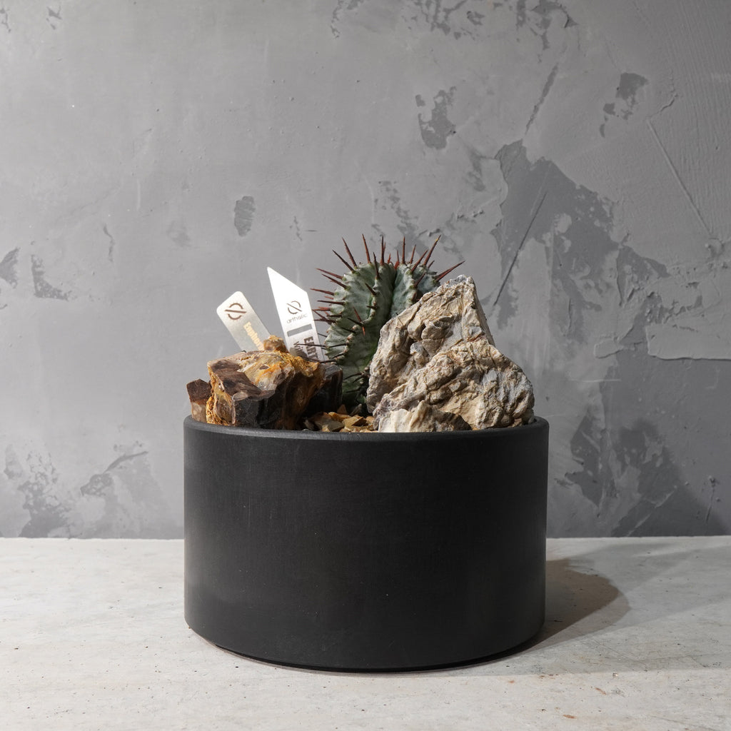 【HABITAT STYLE】ユーフォルビアホリダ_Bizarre Plants/珍奇植物/ハビタットスタイル#artholic