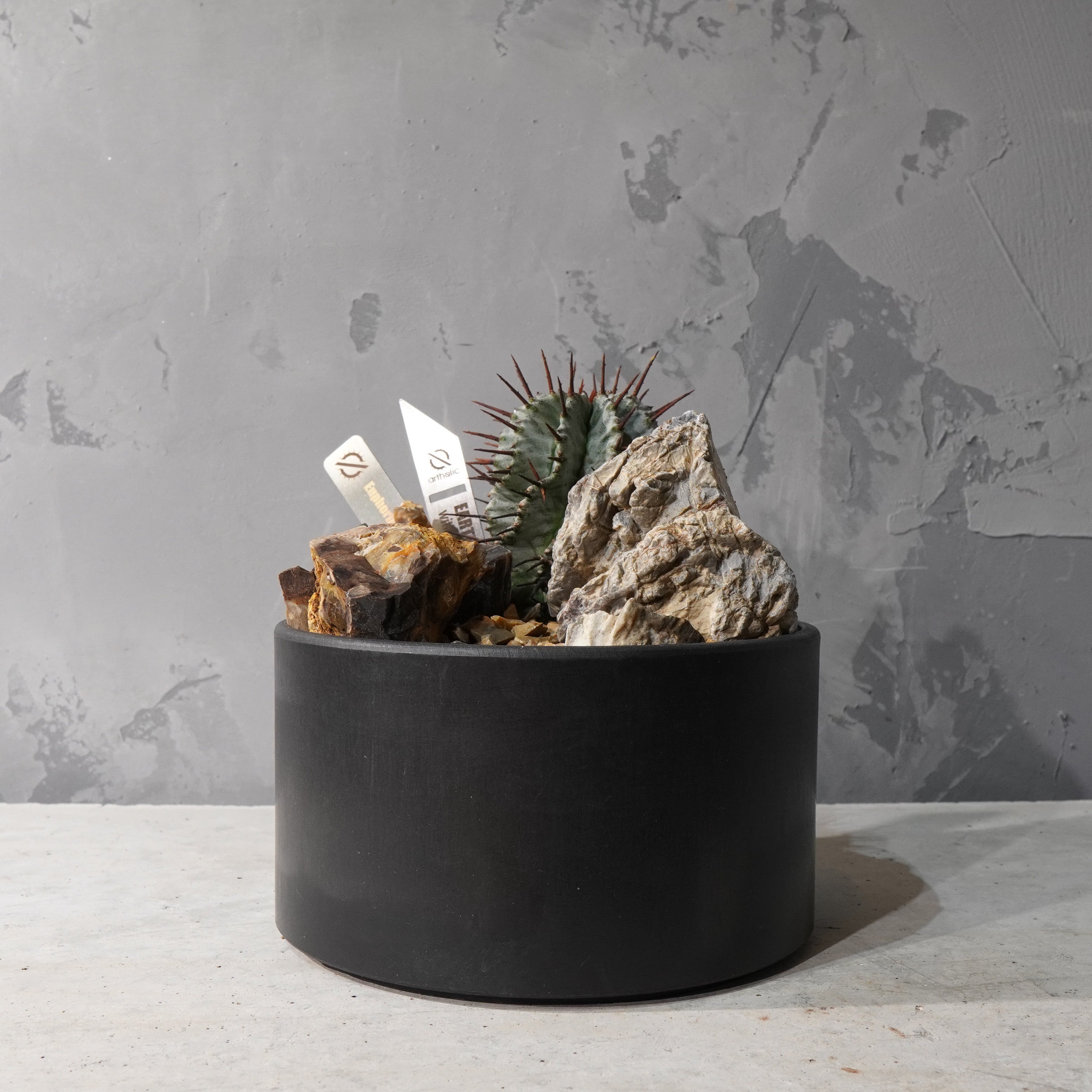 【HABITAT STYLE】ユーフォルビアホリダ_Bizarre Plants/珍奇植物/ハビタットスタイル#artholic