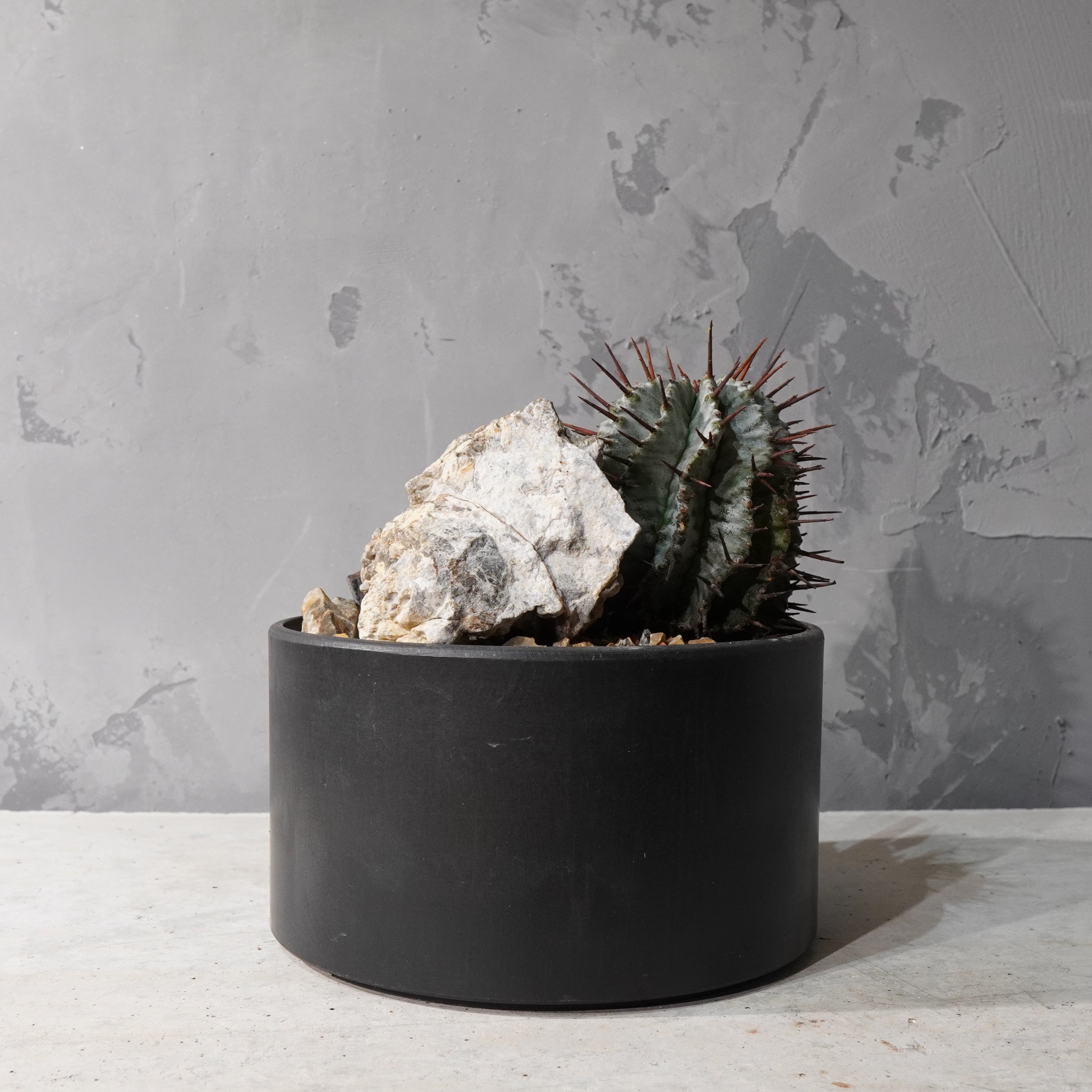 【HABITAT STYLE】ユーフォルビアホリダ_Bizarre Plants/珍奇植物/ハビタットスタイル#artholic