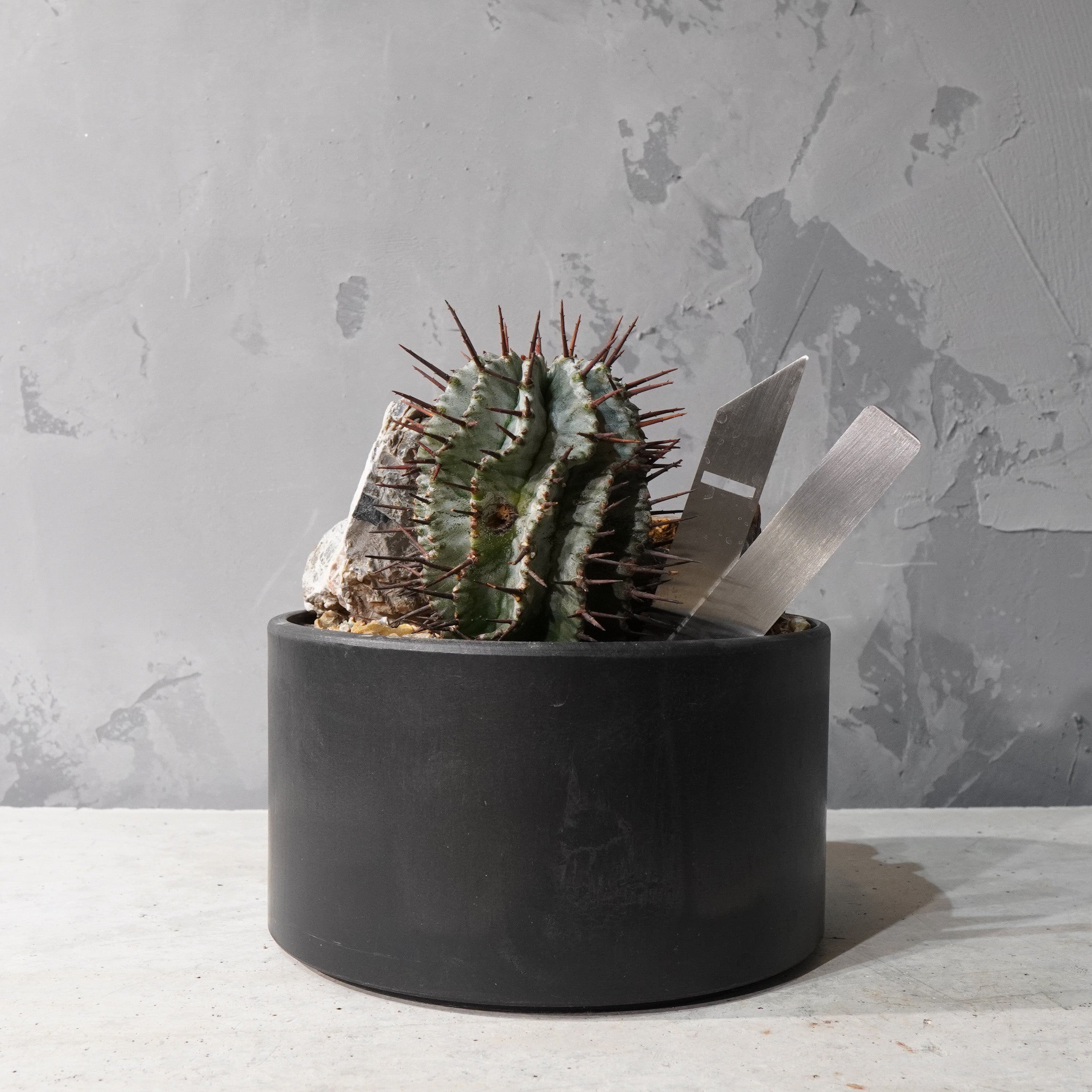 【HABITAT STYLE】ユーフォルビアホリダ_Bizarre Plants/珍奇植物/ハビタットスタイル#artholic