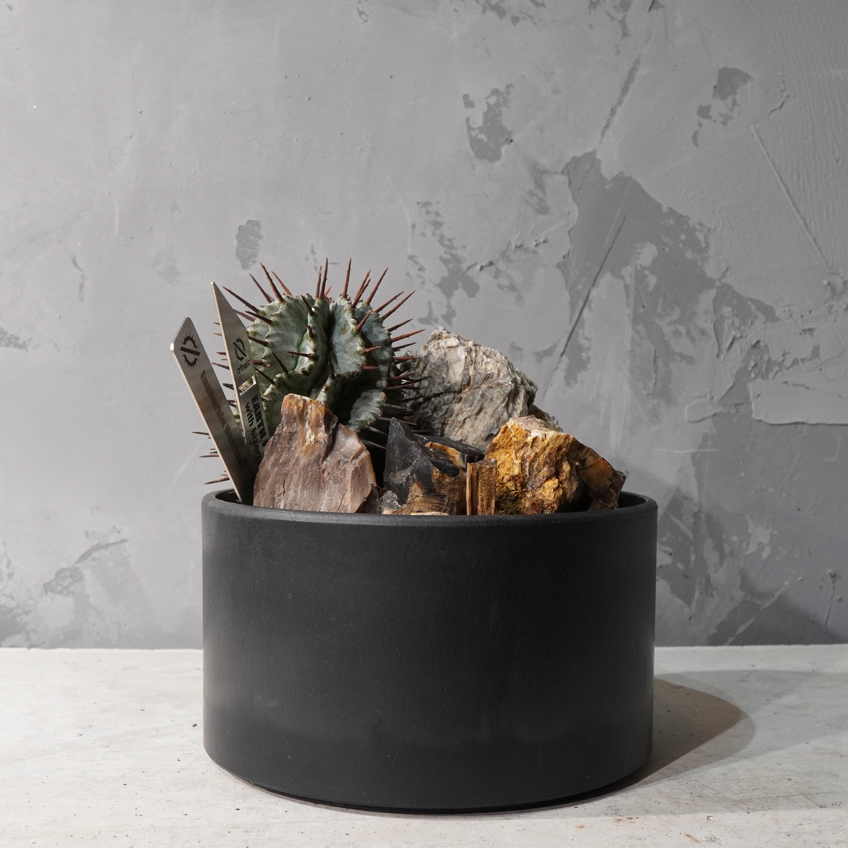 【HABITAT STYLE】ユーフォルビアホリダ_Bizarre Plants/珍奇植物/ハビタットスタイル#artholic