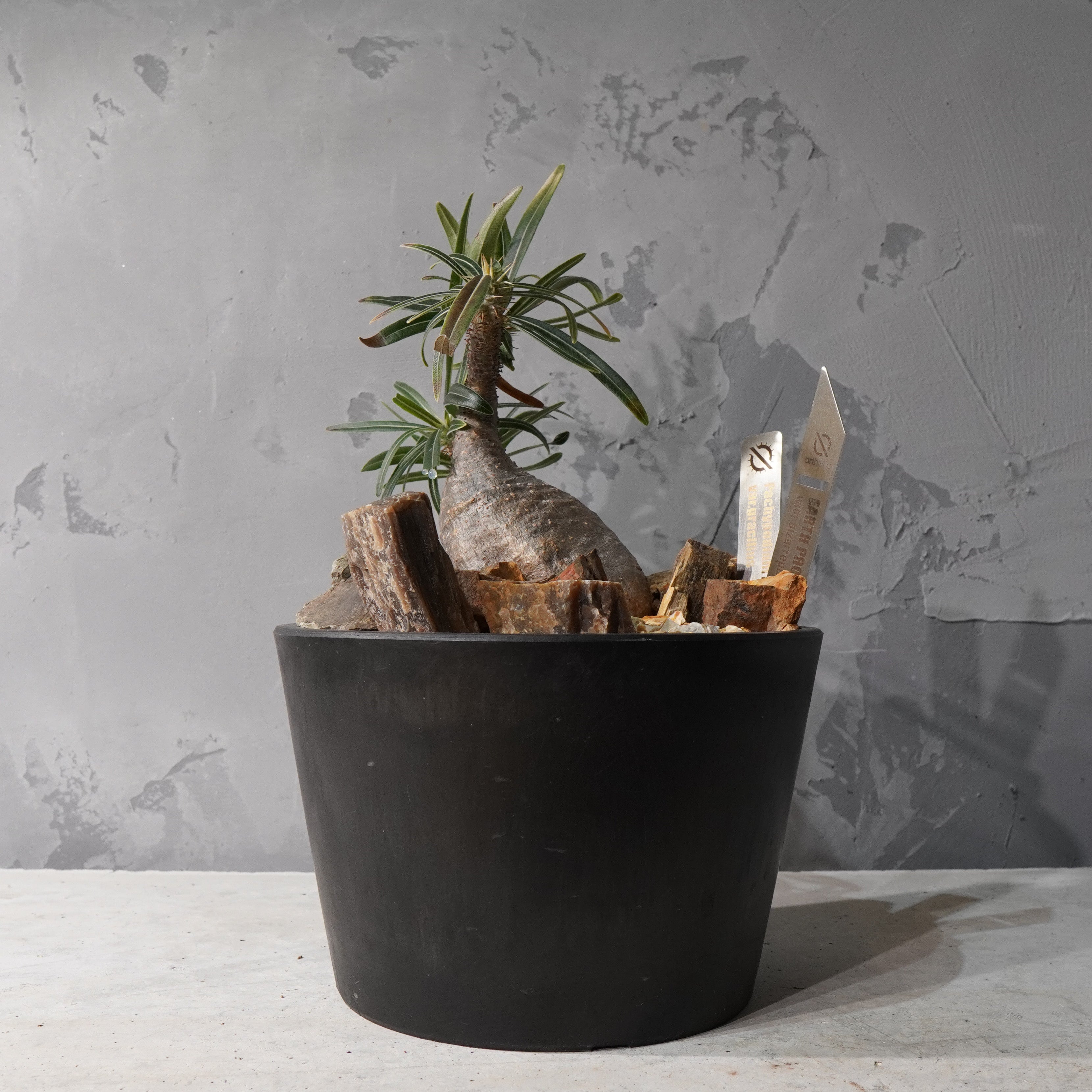 【HABITAT STYLE】パキポディウムグラキリス(現地球)_Bizarre Plants/珍奇植物/ハビタットスタイル#artholic