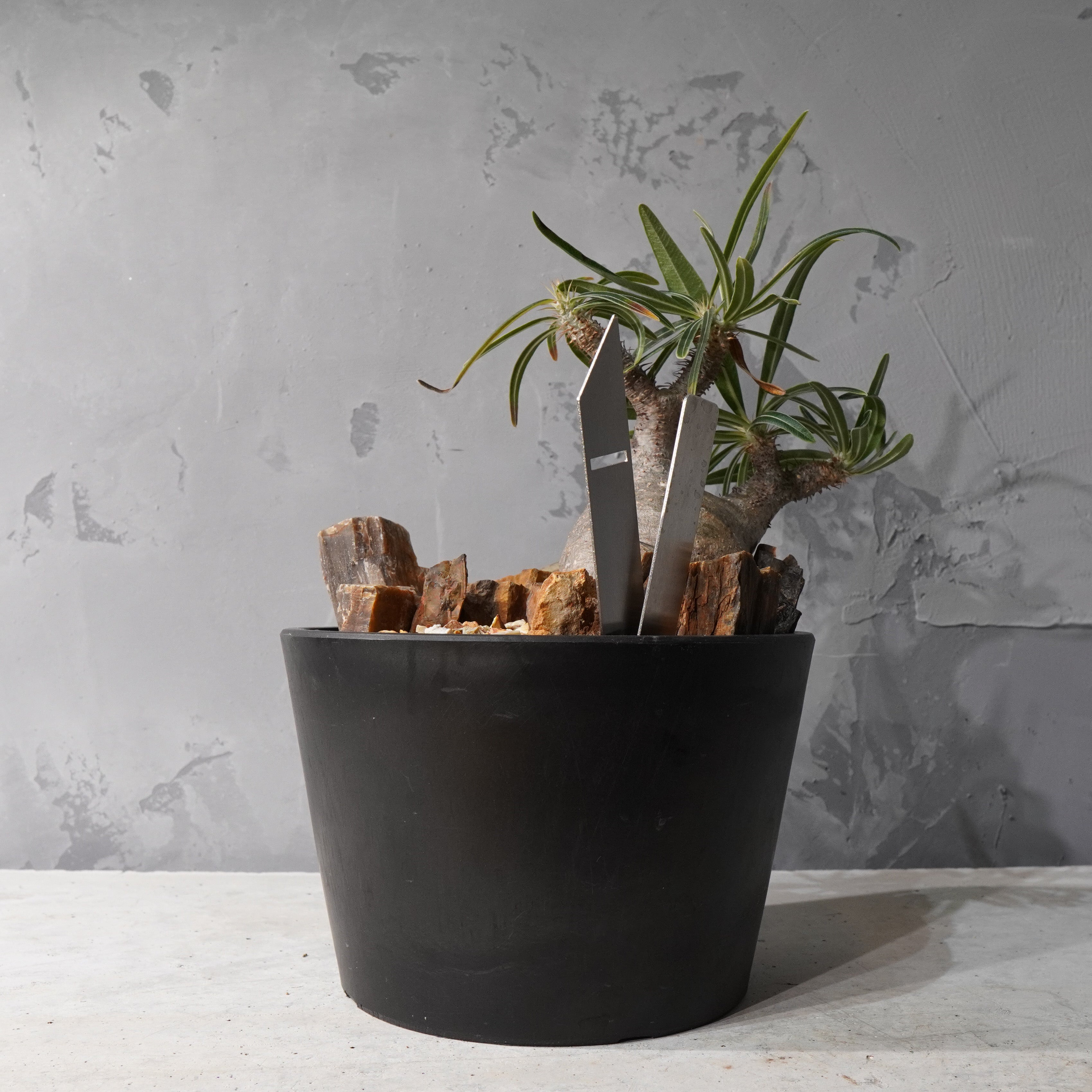 【HABITAT STYLE】パキポディウムグラキリス(現地球)_Bizarre Plants/珍奇植物/ハビタットスタイル#artholic