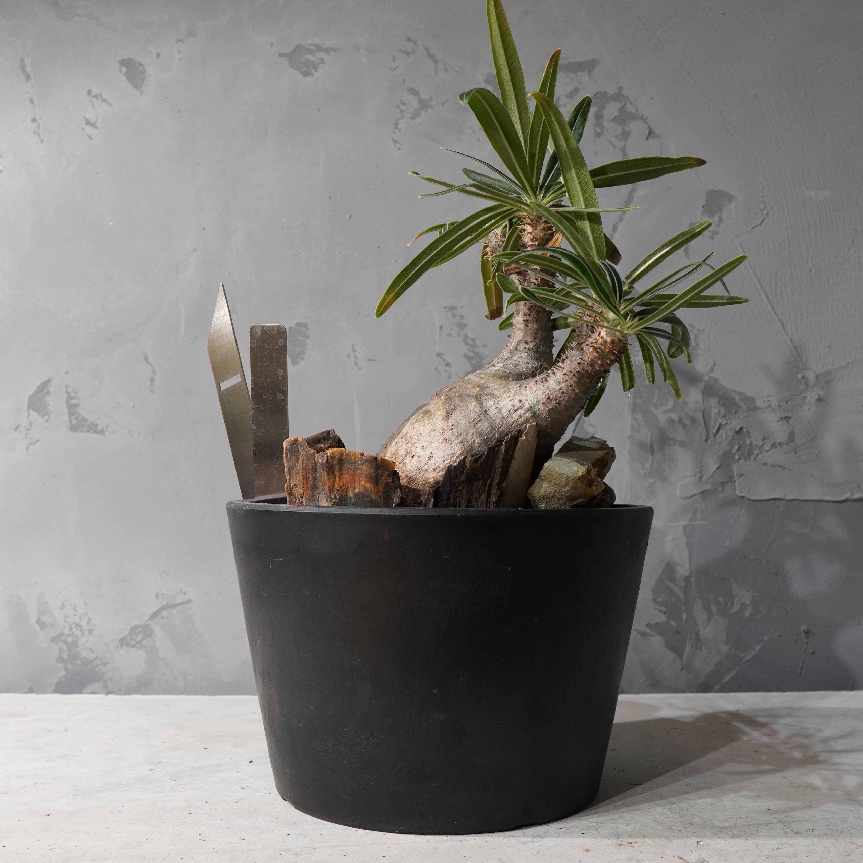 【HABITAT STYLE】パキポディウムグラキリス(現地球)_Bizarre Plants/珍奇植物/ハビタットスタイル#artholic