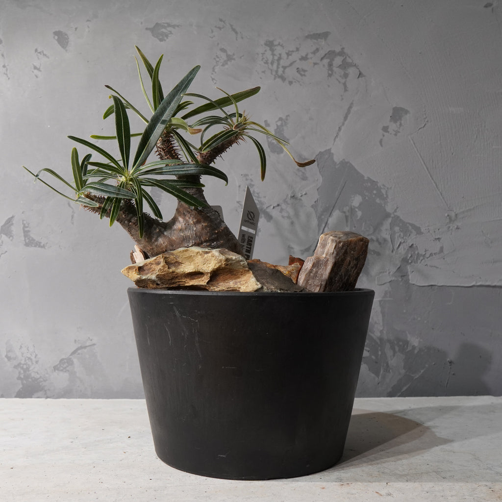 【HABITAT STYLE】パキポディウムグラキリス(現地球)_Bizarre Plants/珍奇植物/ハビタットスタイル#artholic