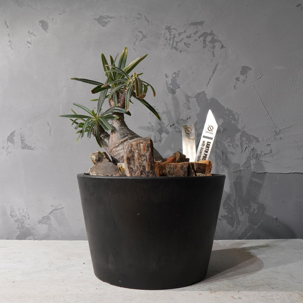 【HABITAT STYLE】パキポディウムグラキリス(現地球)_Bizarre Plants/珍奇植物/ハビタットスタイル#artholic