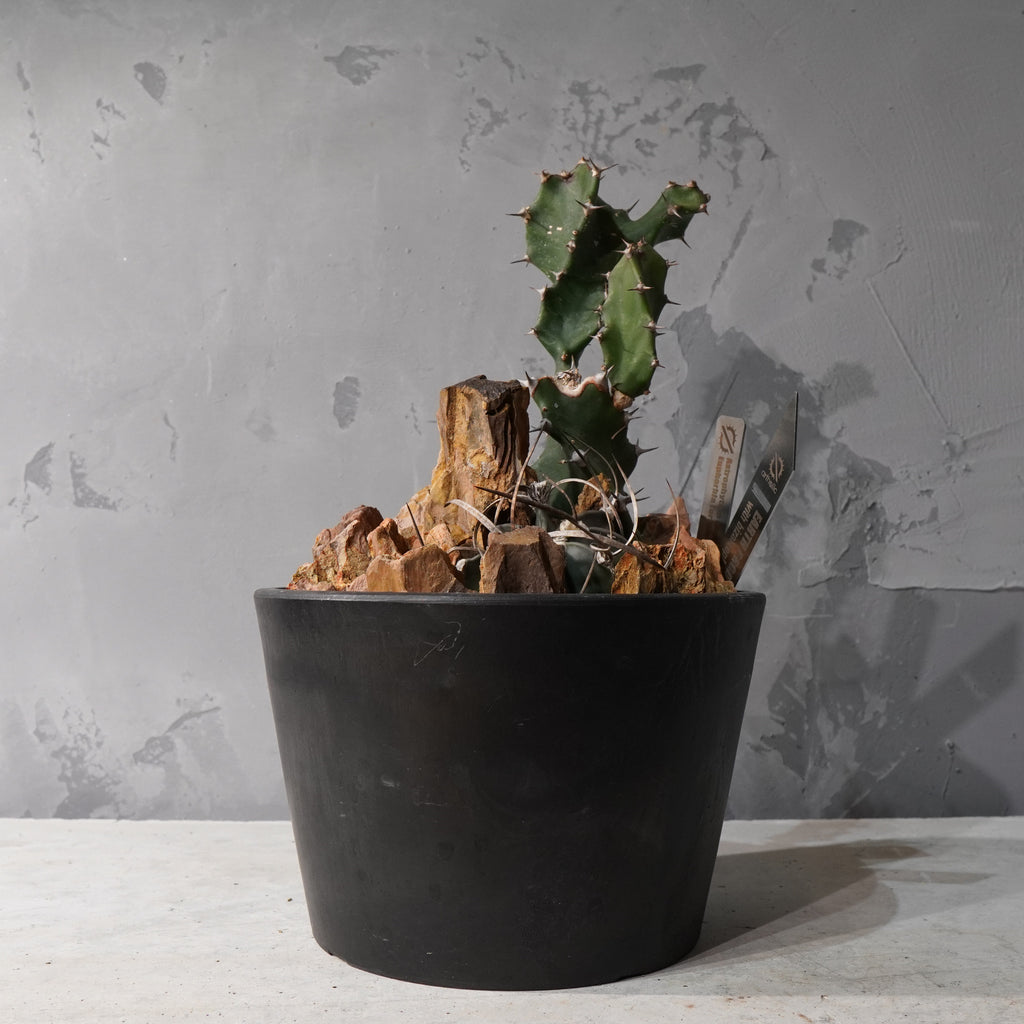 【HABITAT STYLE】アストロフィツム大鳳玉/トルチリス_Bizarre Plants/珍奇植物/ハビタットスタイル#artholic