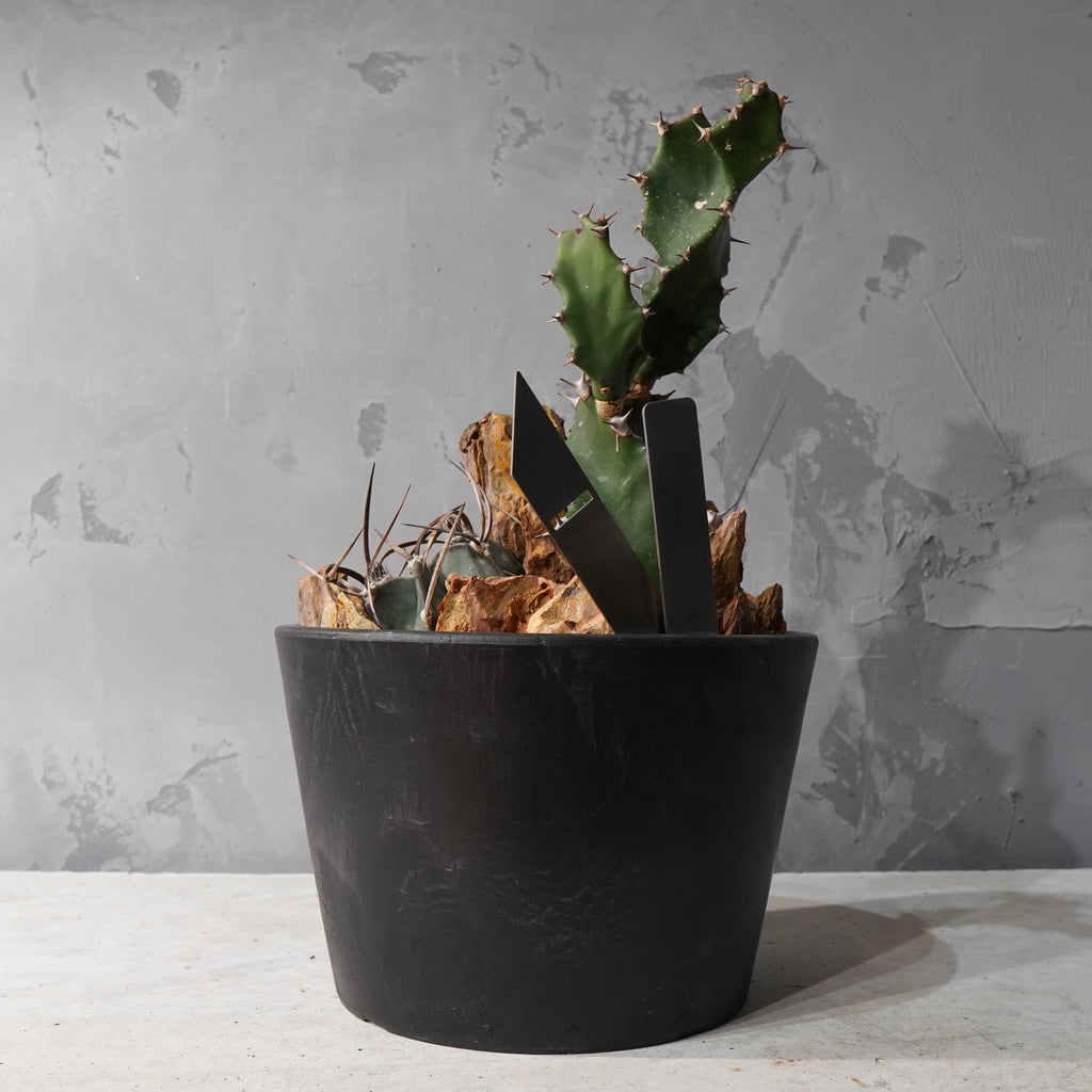 【HABITAT STYLE】アストロフィツム大鳳玉/トルチリス_Bizarre Plants/珍奇植物/ハビタットスタイル#artholic